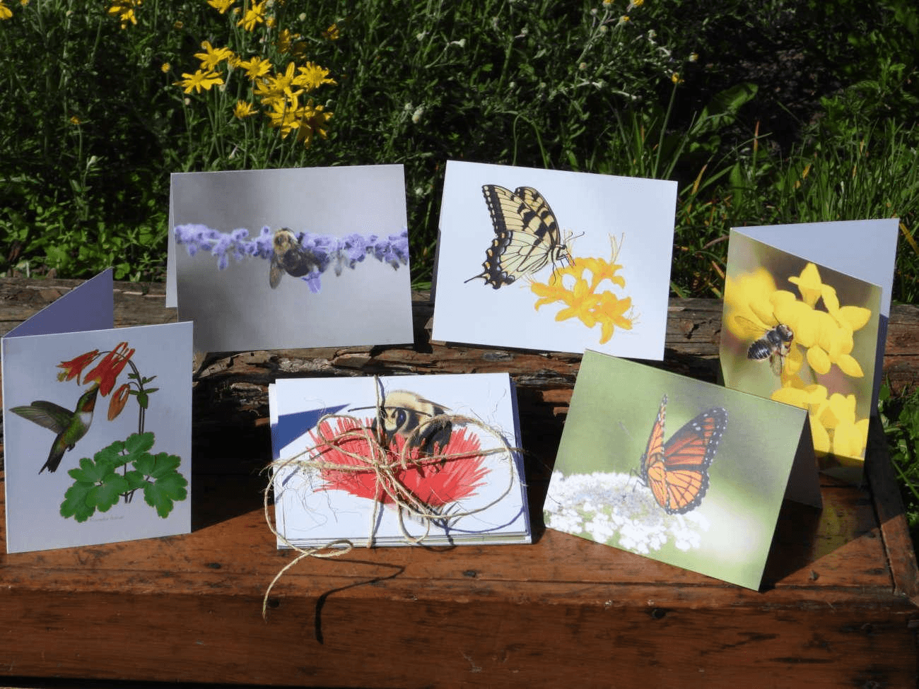 Art cards featuring wildlife photography and illustrations