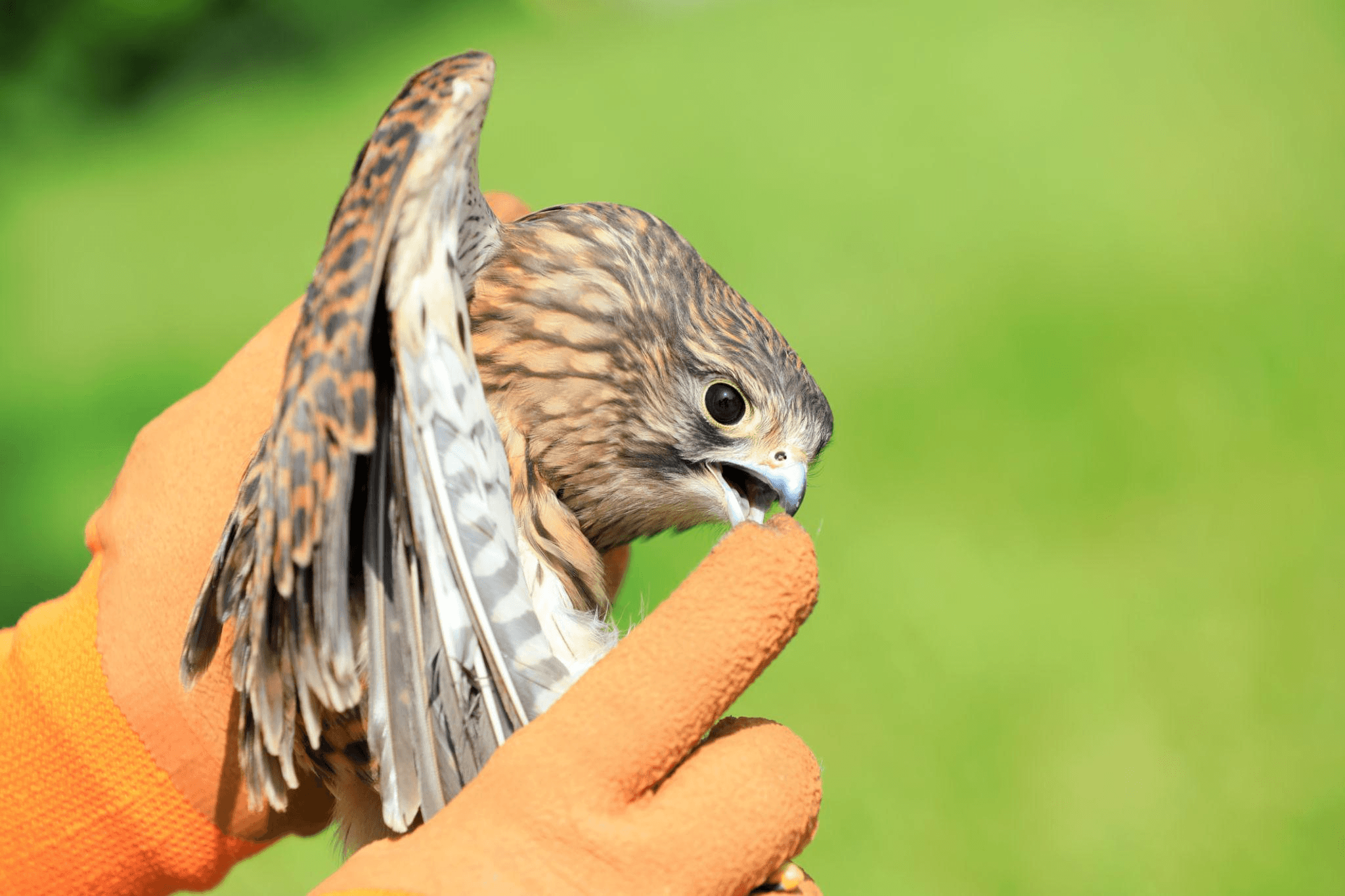 Close-up of a bird during avian flu monitoring