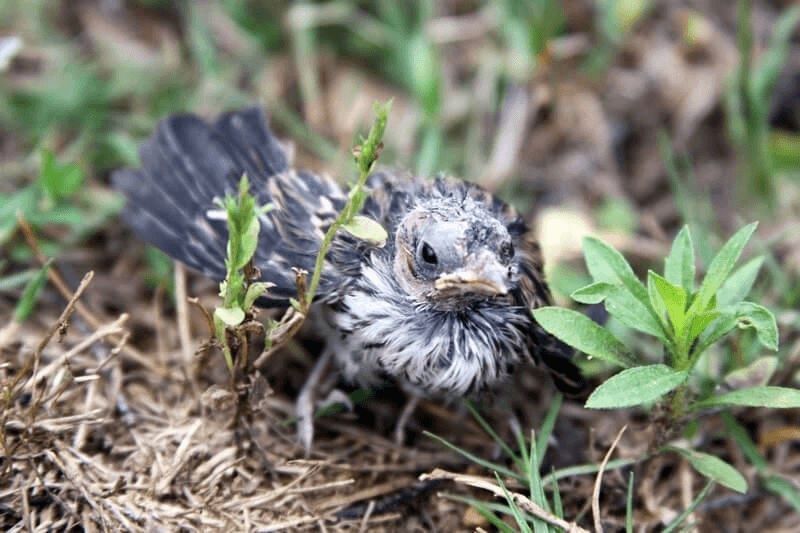 Young bird perched on branch