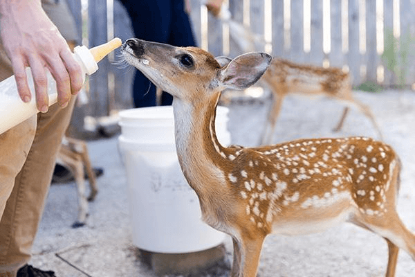 Volunteer bottle-feeding a baby deer at a wildlife rehabilitation centre