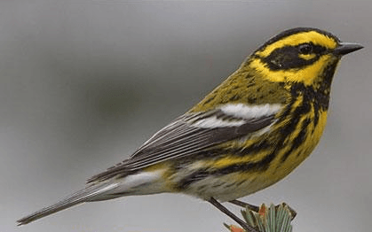 Bird identification field guide books for coastal species