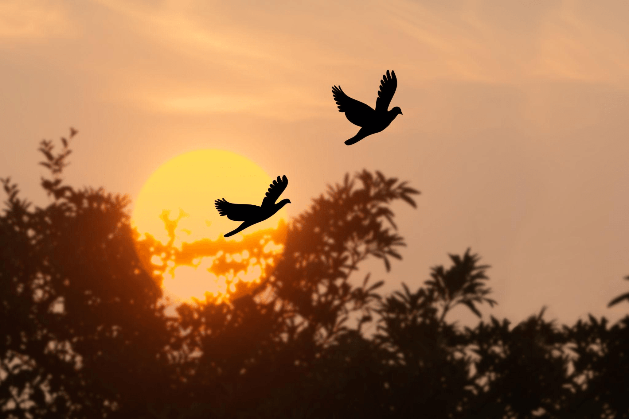 Birds flying at sunset