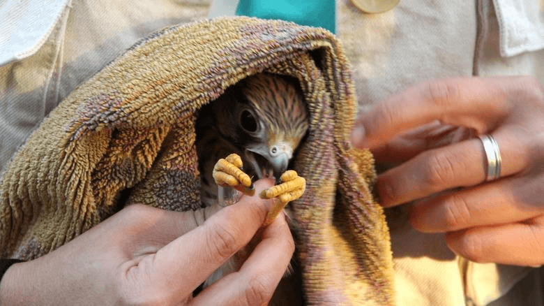 Bird wrapped in towel