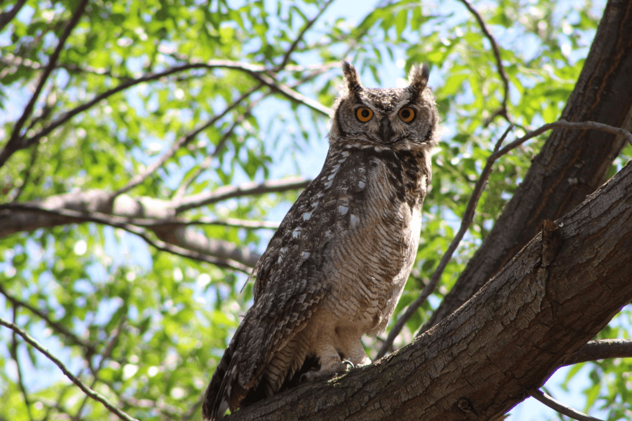 Brinley (2004-2023) Great Horned Owl (Bubo virginianus)