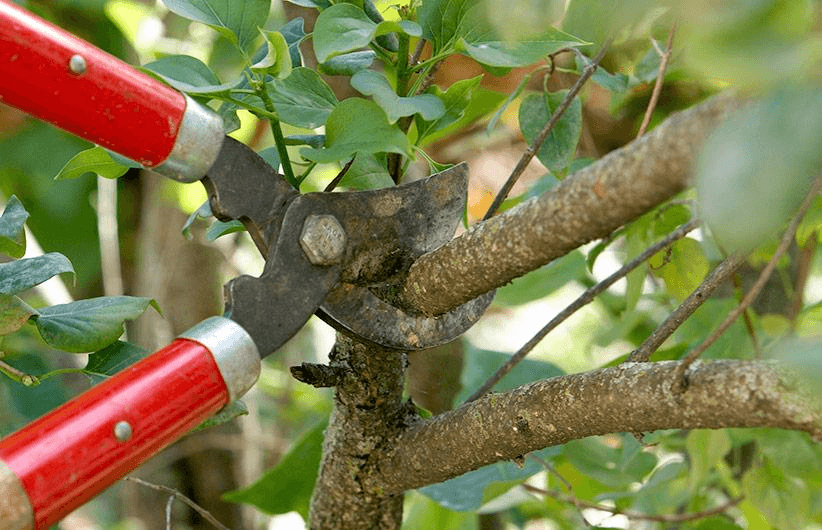 Long-handled loppers cutting a thick branch