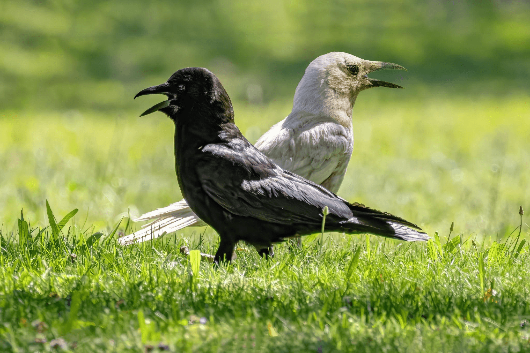 Kokish and Nimpkish Albino American Crows