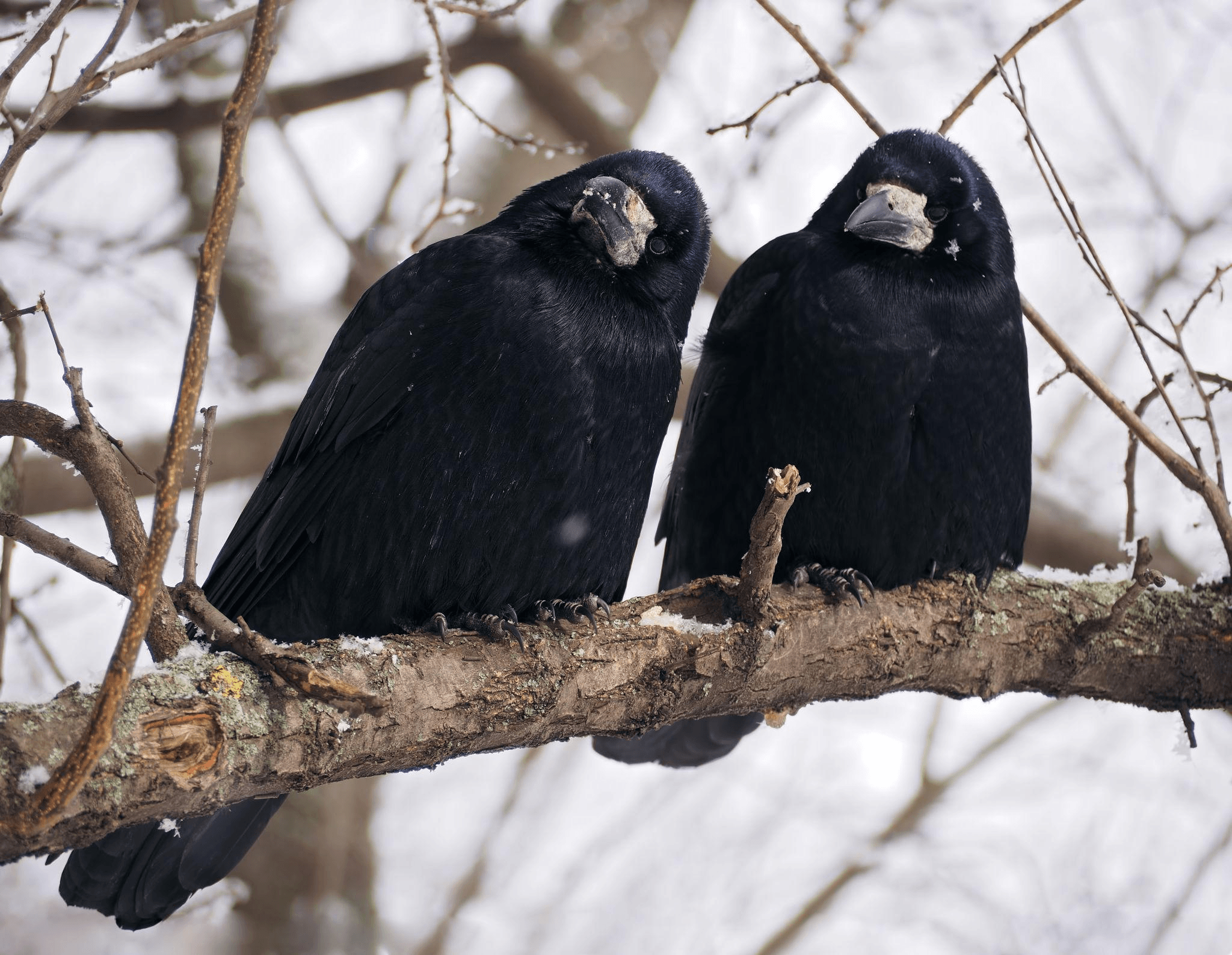 Nimpkish & Kokish American Crow (Corvus brachyrhynchos)
