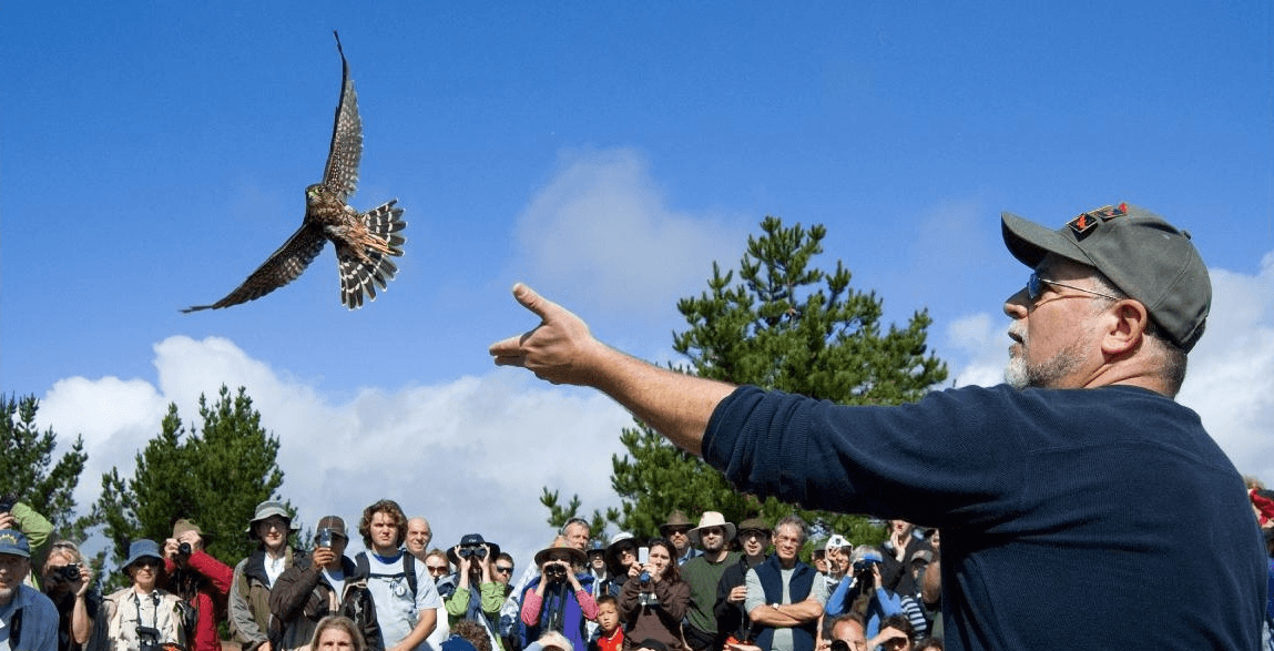 David Volkert releasing a bird of prey into the wild at a wildlife rehabilitation event