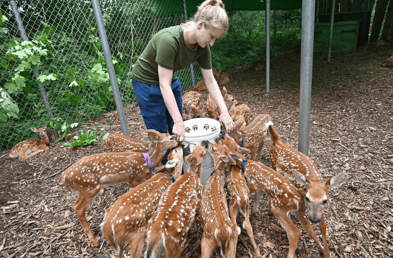 Volunteer feeding fawns