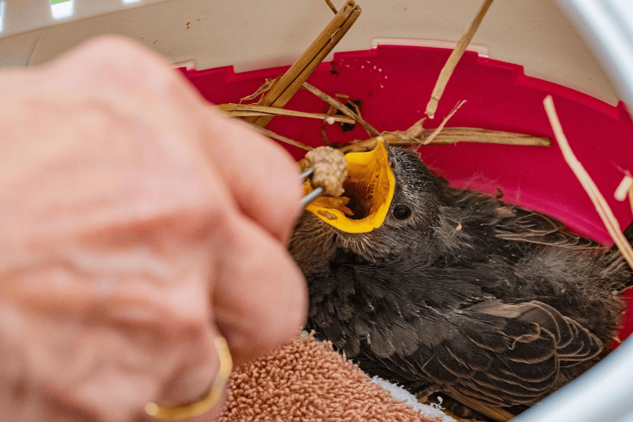 A volunteer feeding a baby squirrel at a wildlife rehabilitation centre