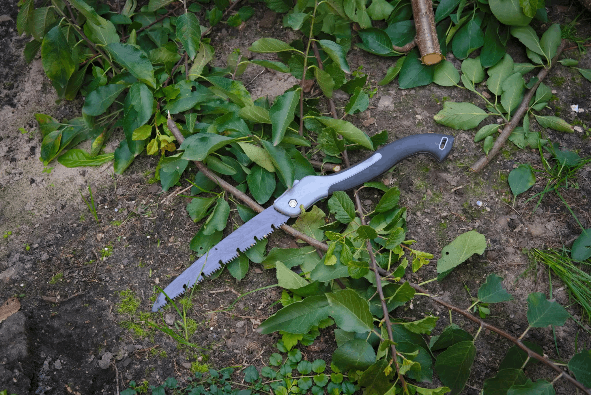 Folding pruning saw used to cut woody branches