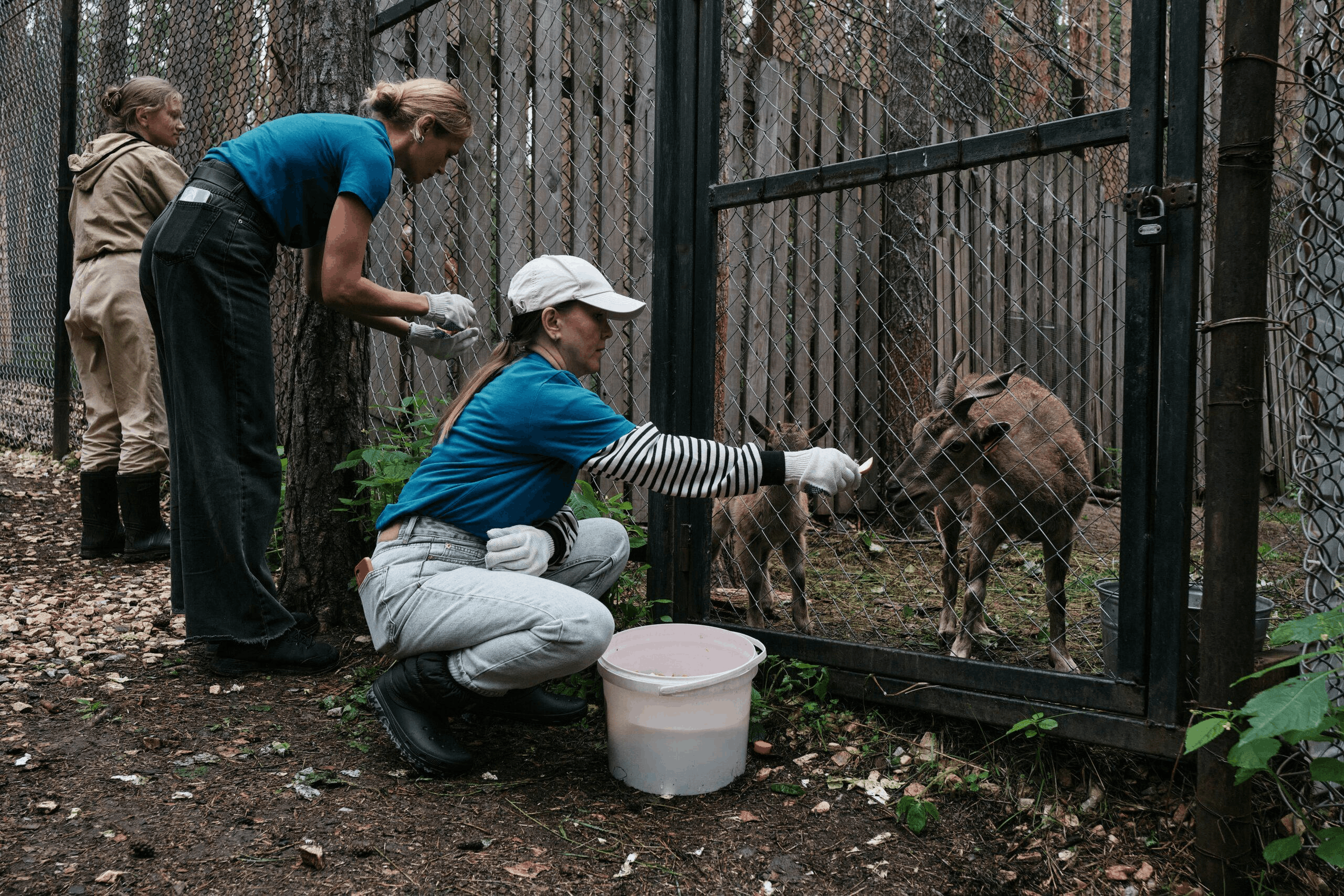 Wildlife rescue volunteers