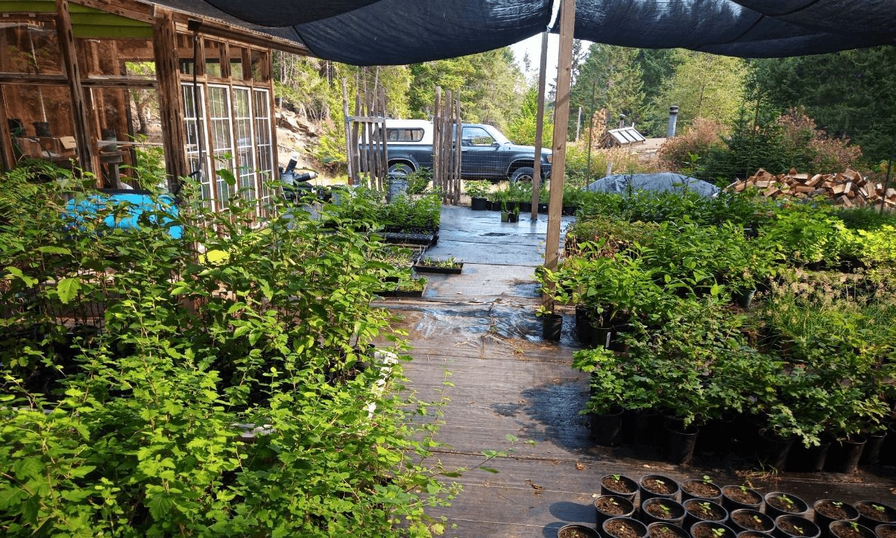 Outdoor nursery with diverse native plants
