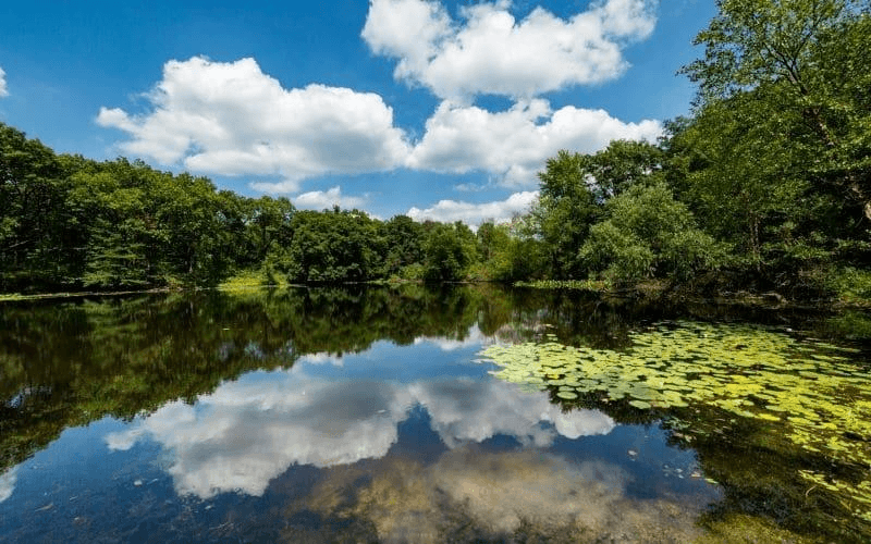 Wetland habitat