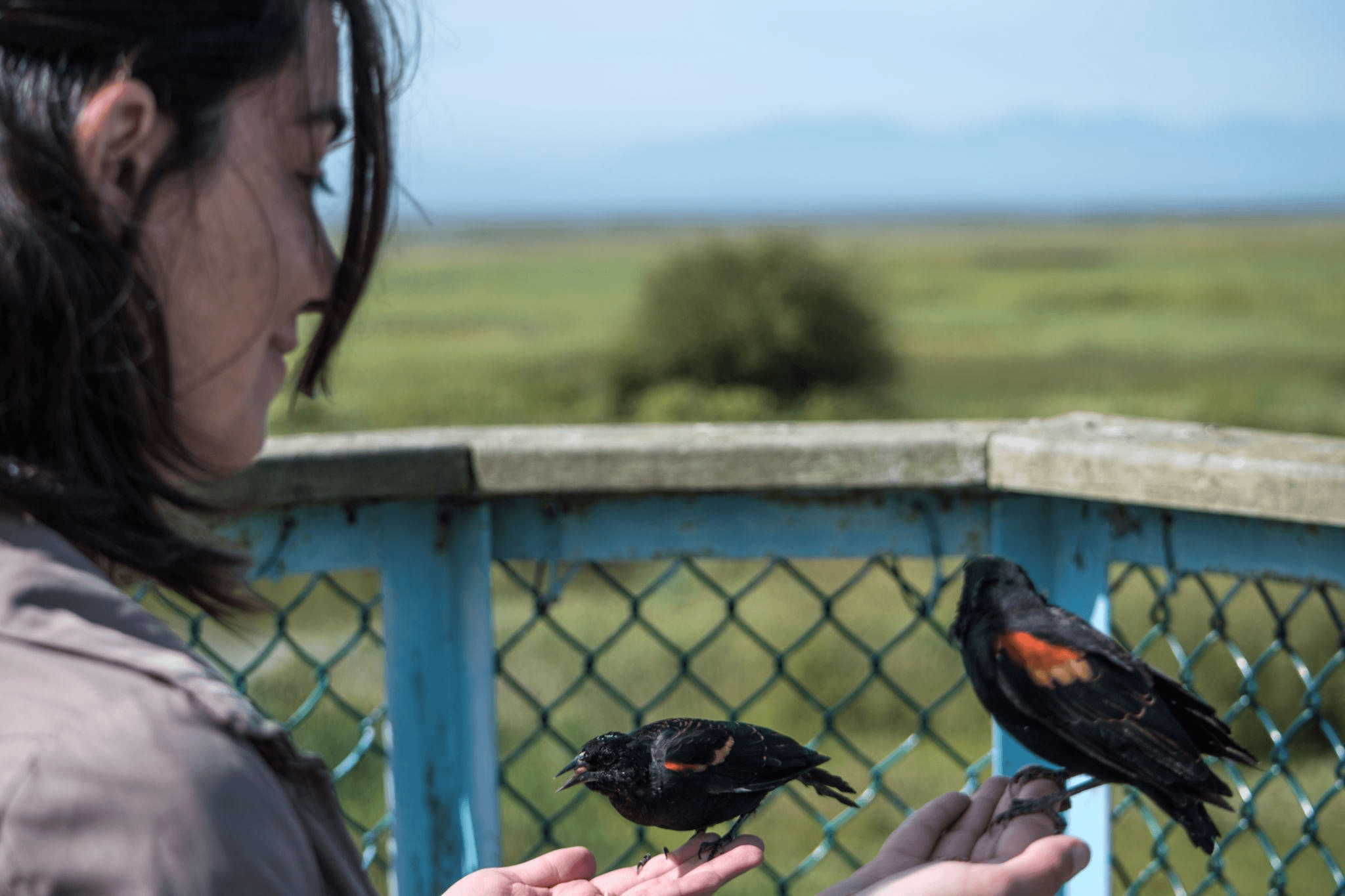 Ginny Simpson feeding birds in an outdoor wildlife setting
