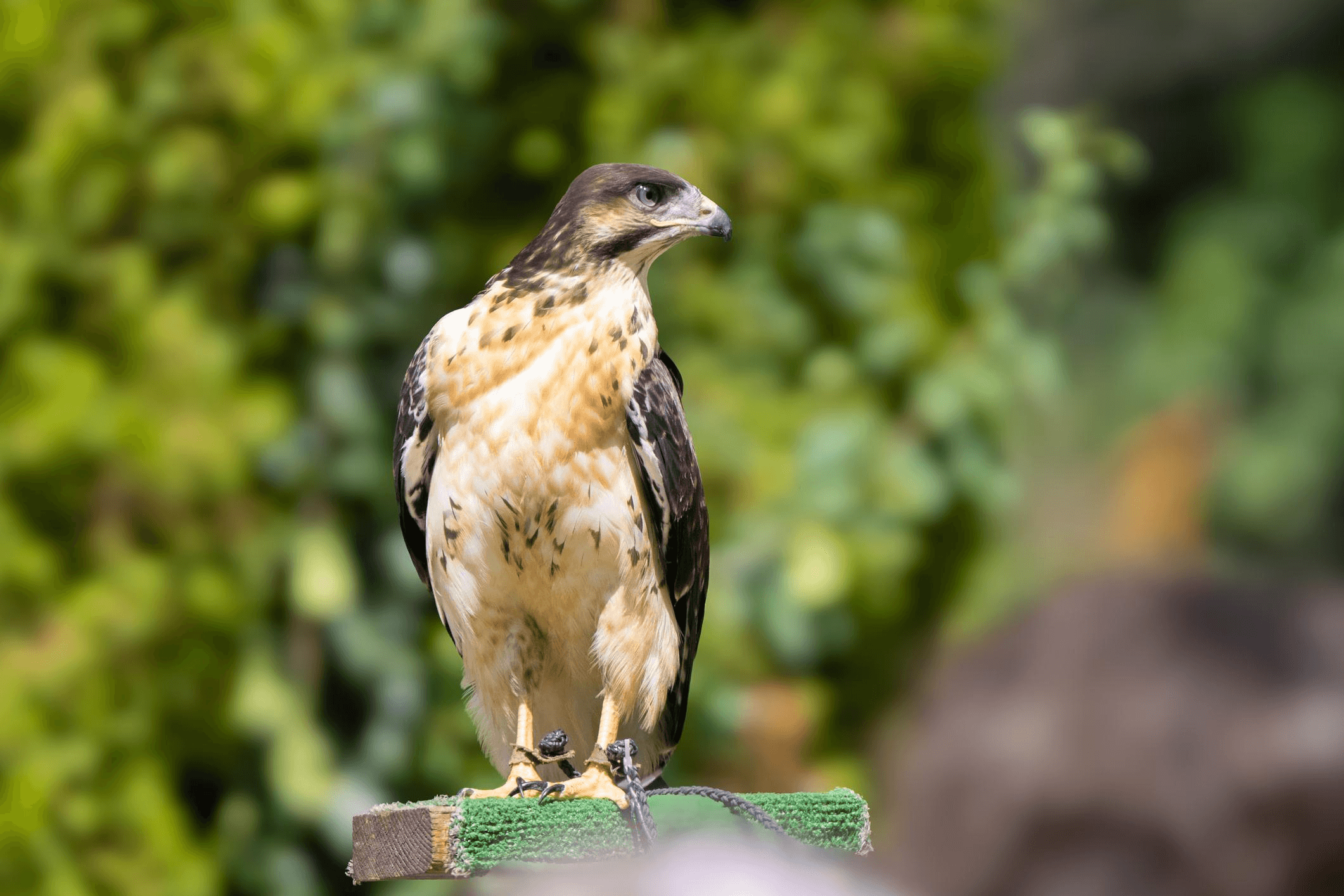 Horus Red Tailed Hawk (Buteo jamaicensis)