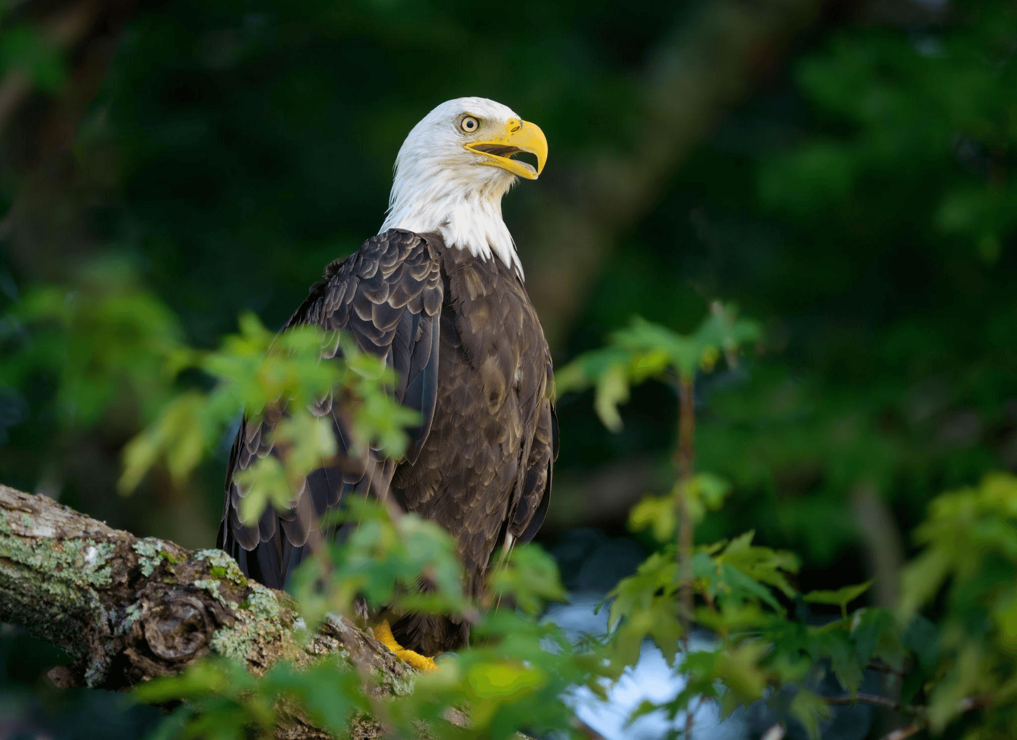 Humpty Bald Eagle
