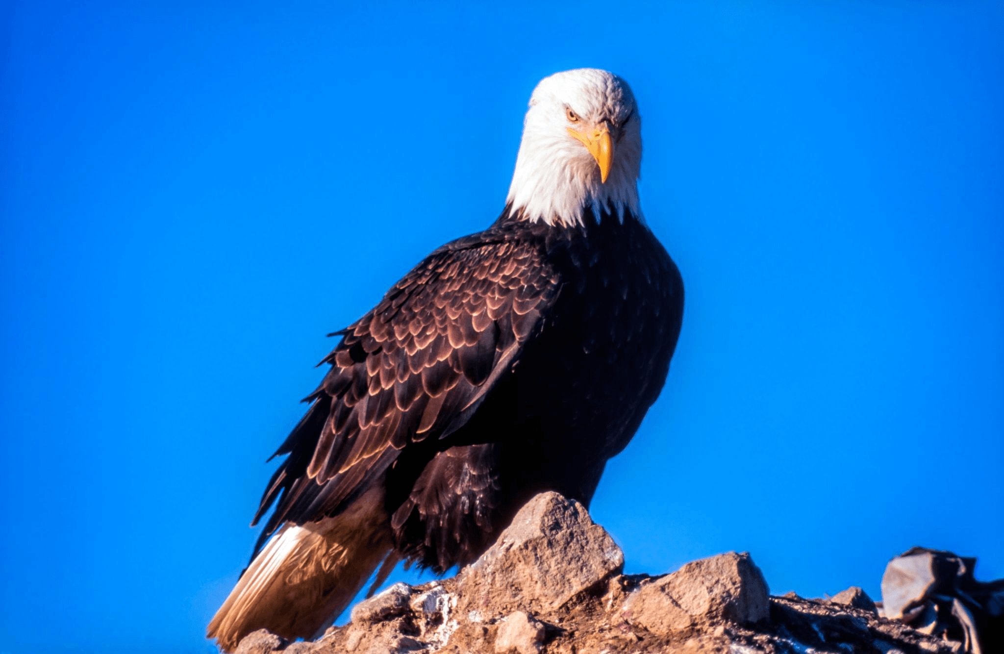 Humpty Bald Eagle (Haliaeetus leucocephalus)