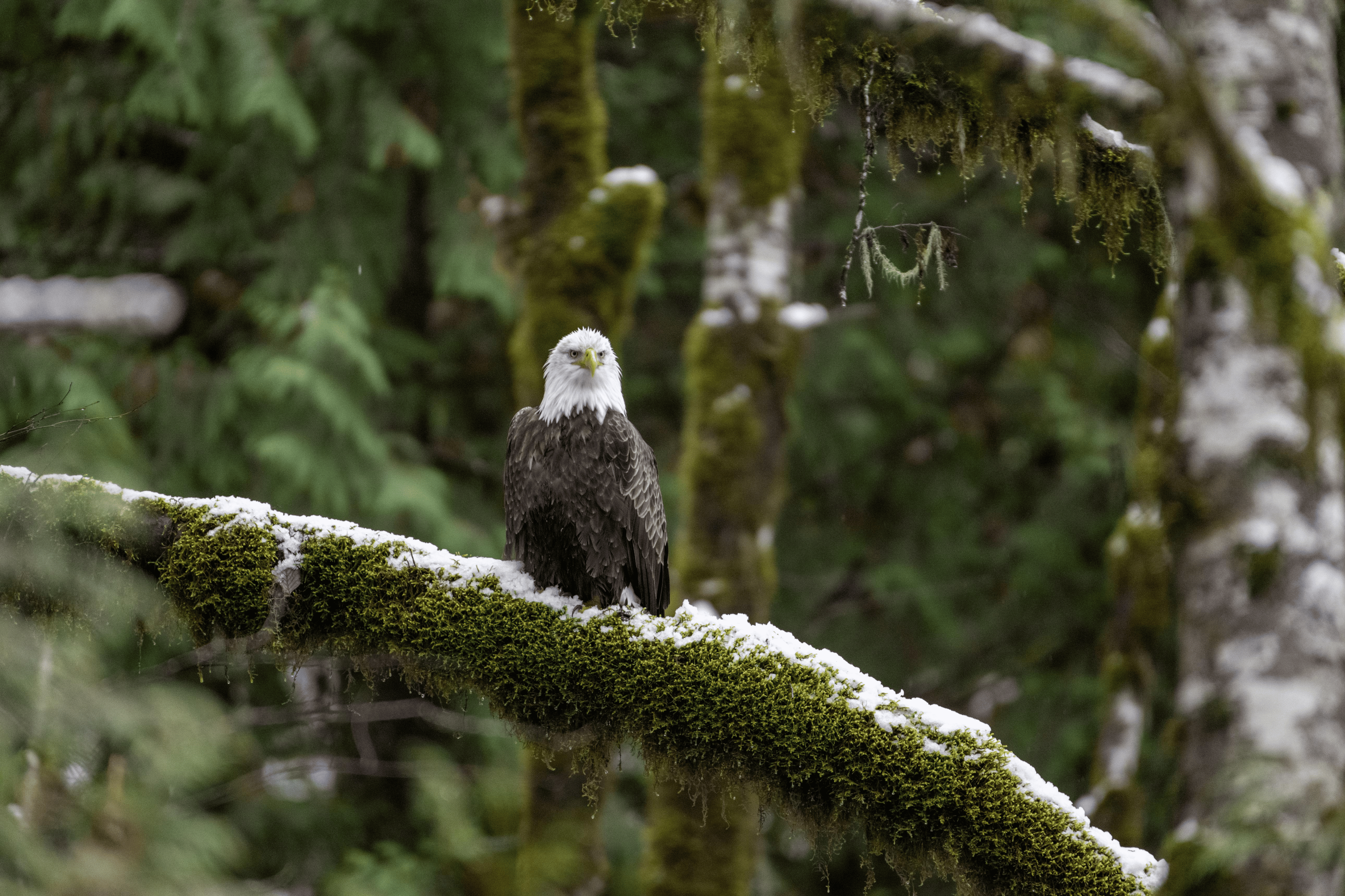 Hyacinth Bald Eagle (Haliaeetus leucocephalus)