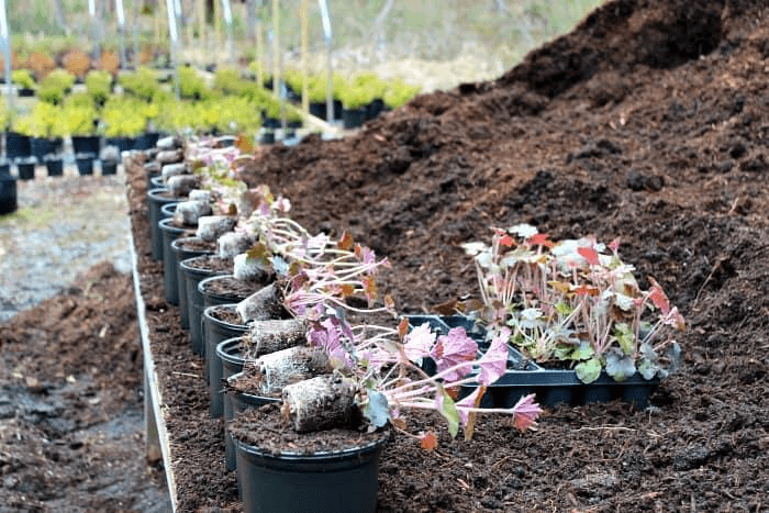 Nursery setup in progress with young plants