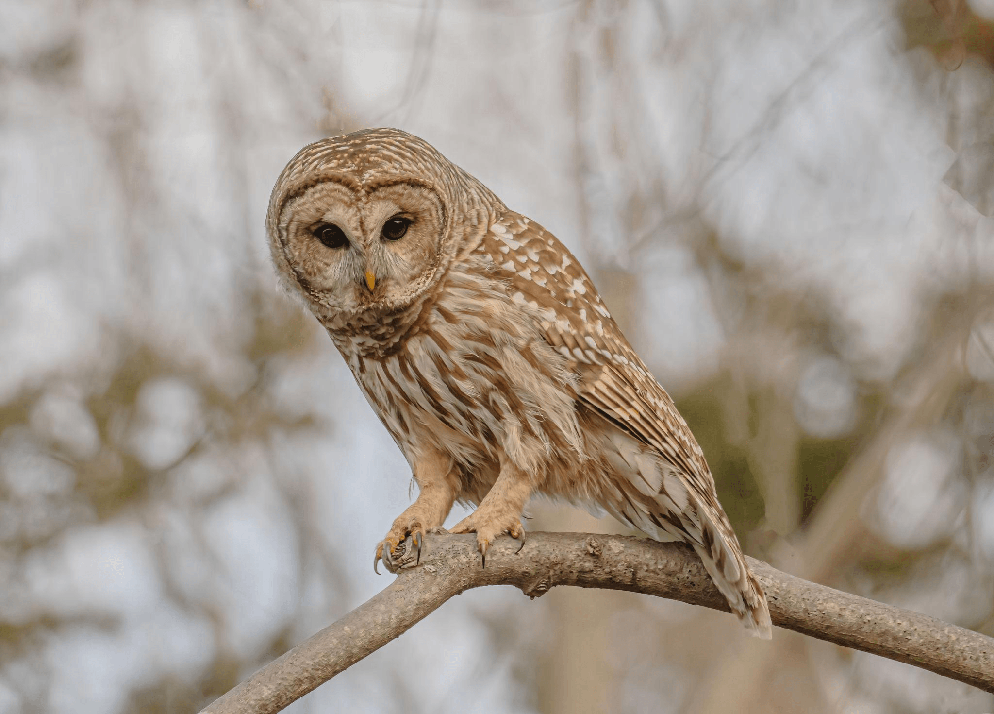 Lanai Western Screech Owl