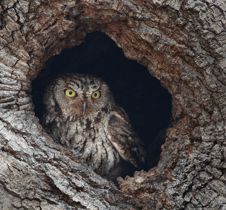 Lanei Western Screech Owl (Megascops kennicottii macfarlanei)