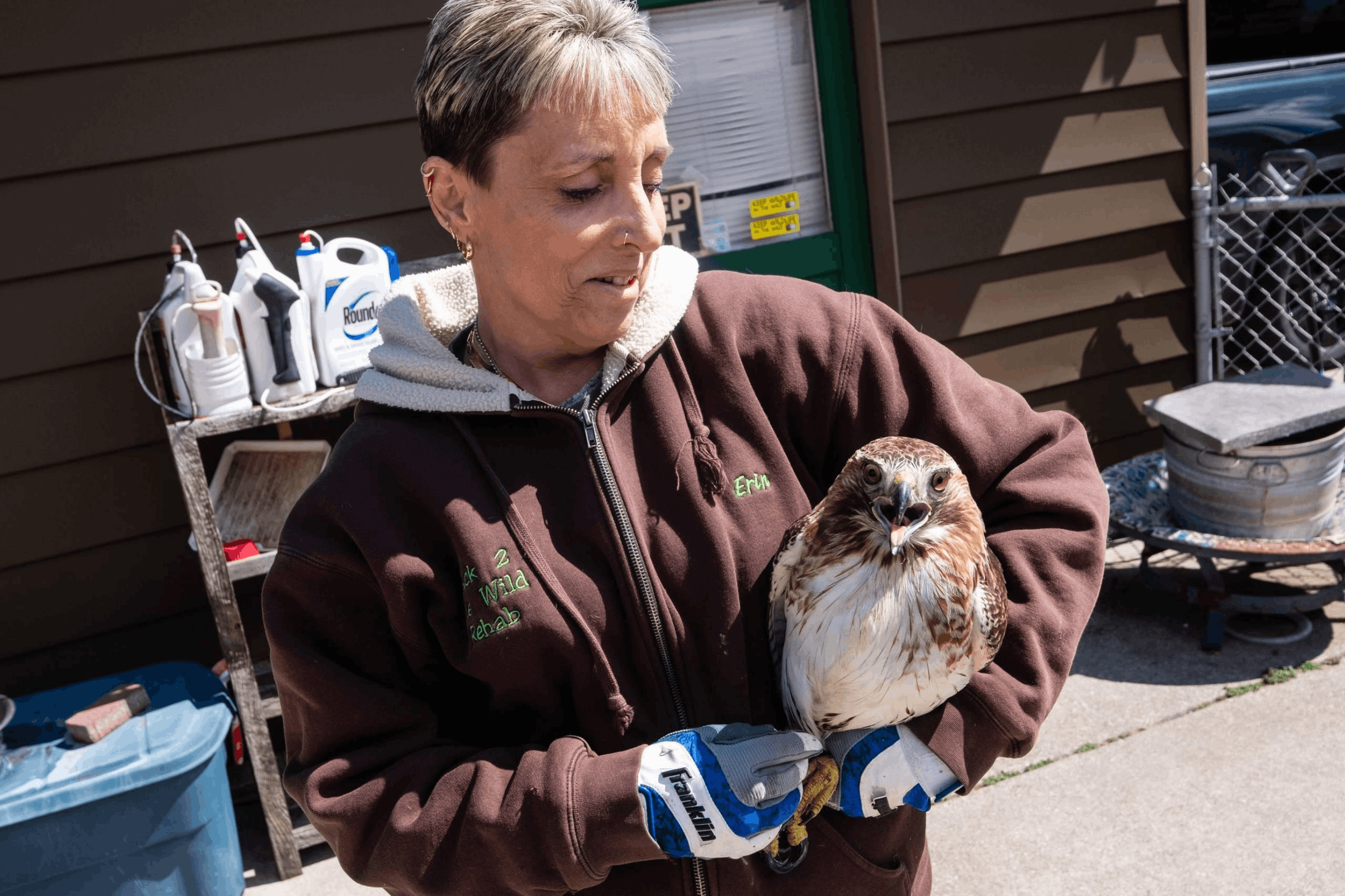 Linda Hawk holding a hawk during wildlife rehabilitation