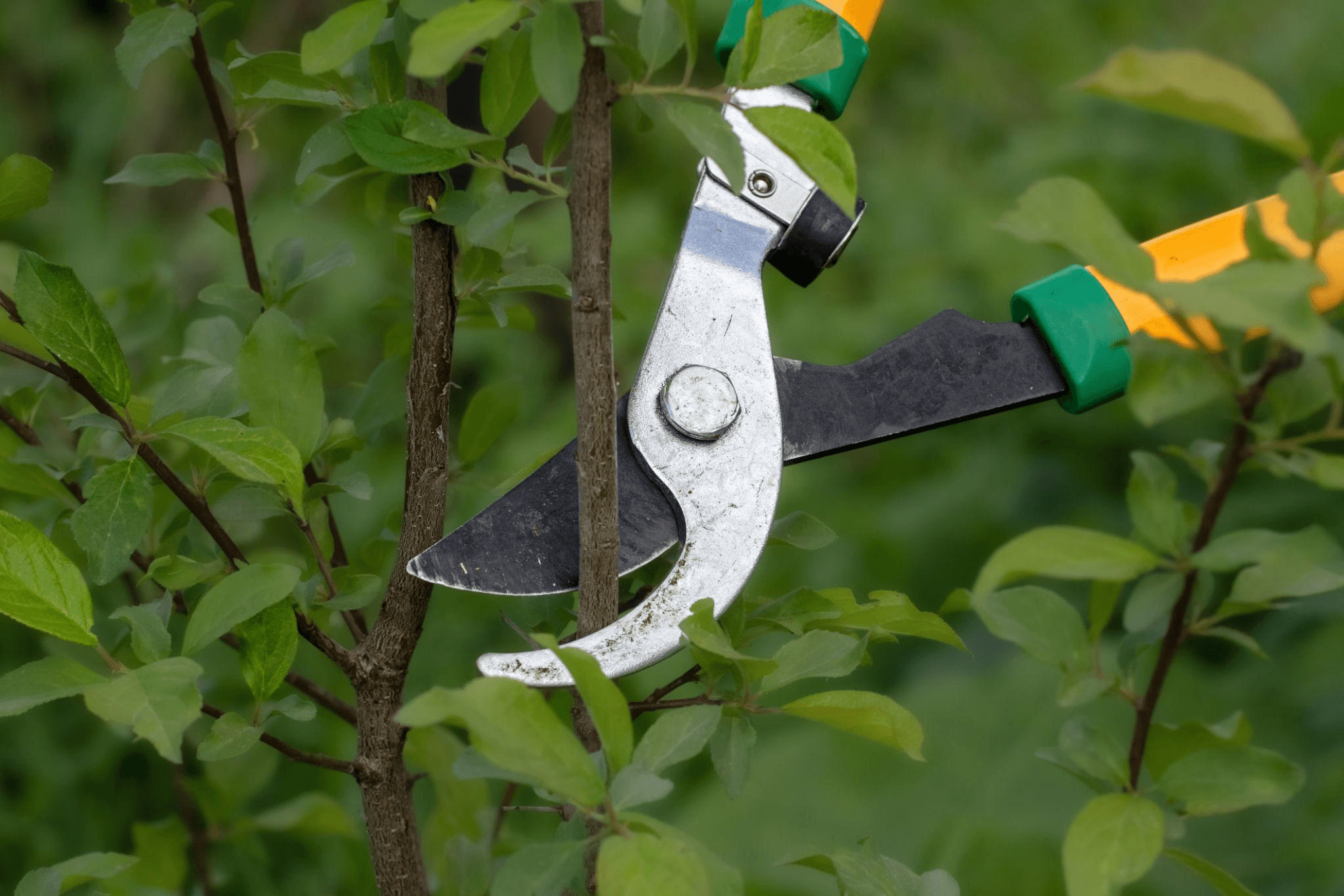Loppers cutting a small branch