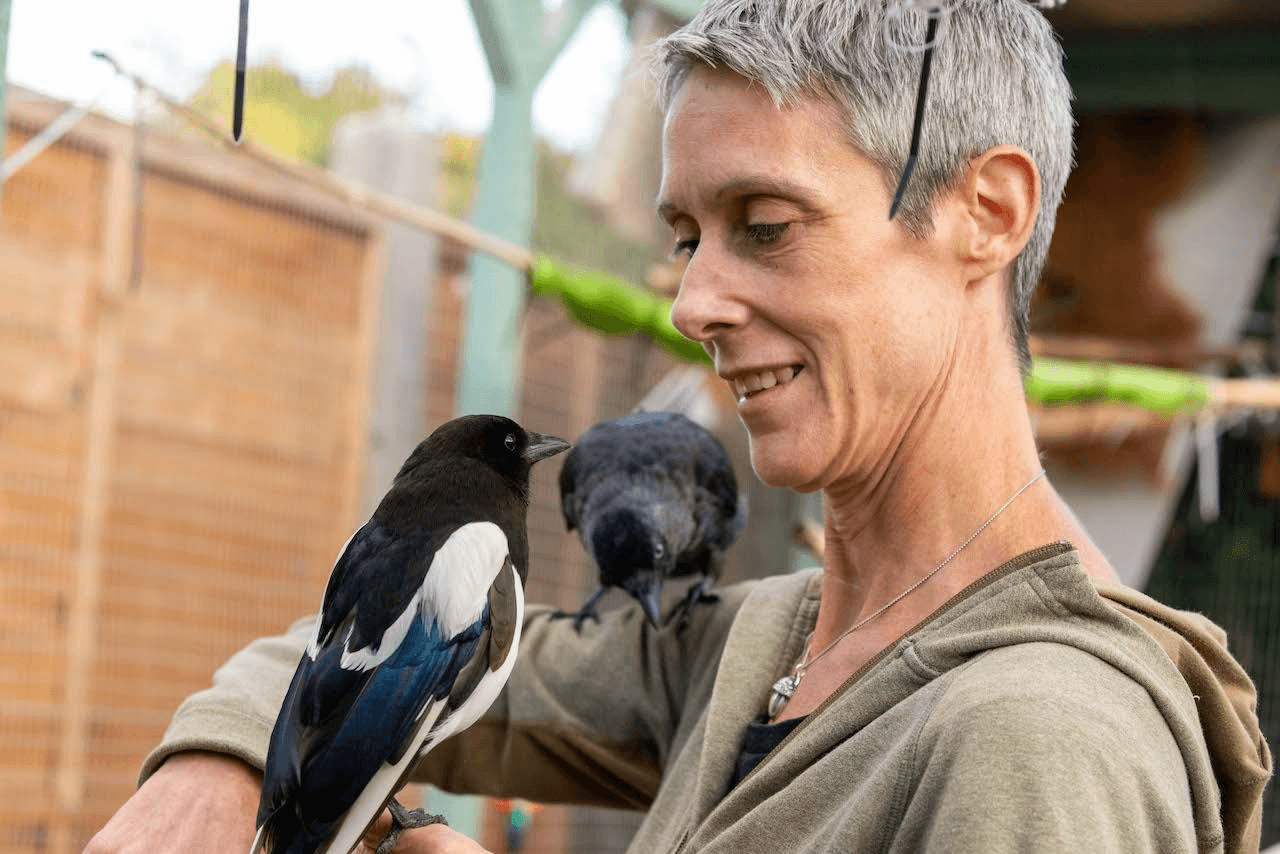 Lynda Hodgkinson caring for birds in a wildlife rehabilitation setting