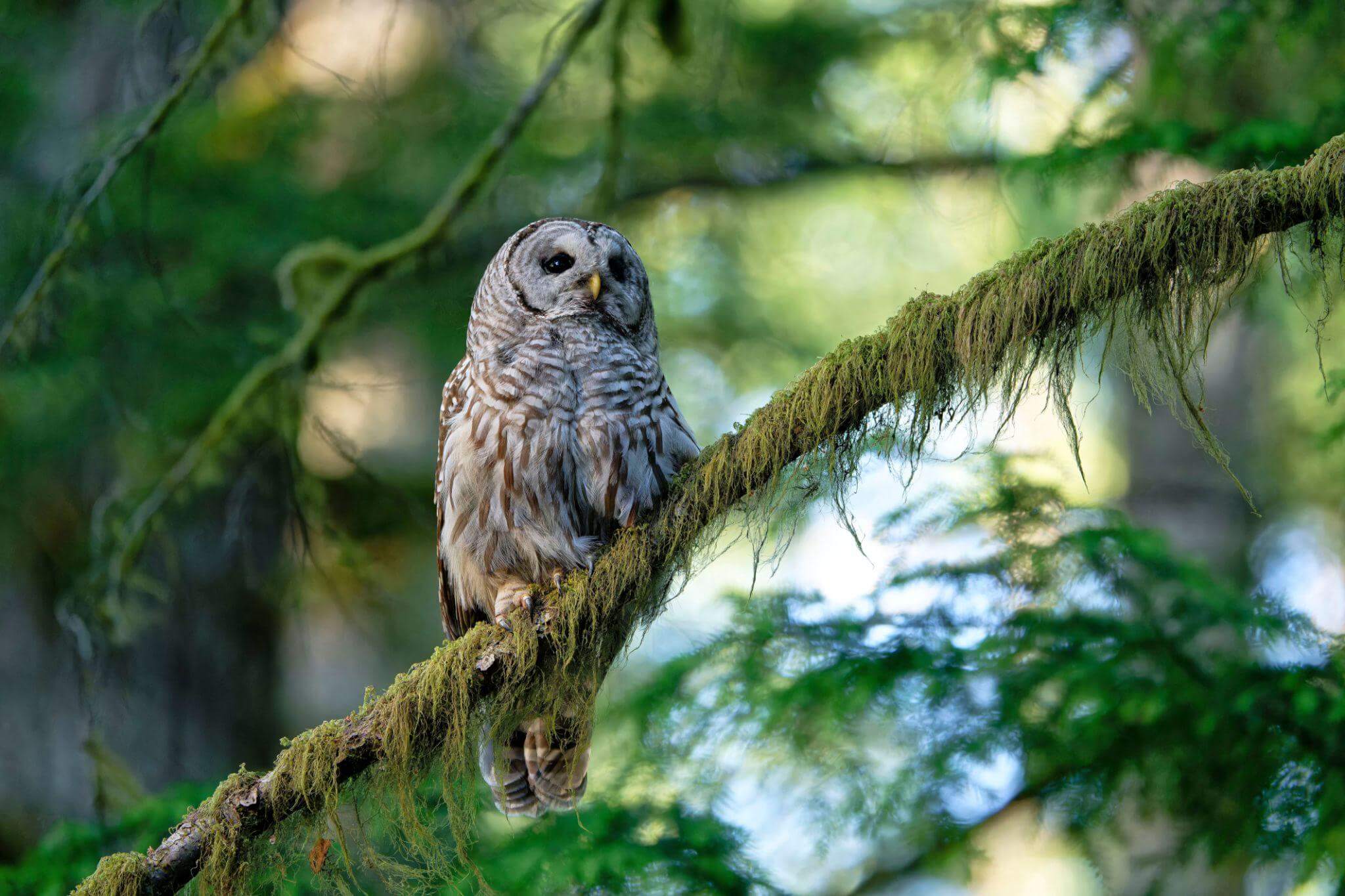 Marlowe Barred Owl