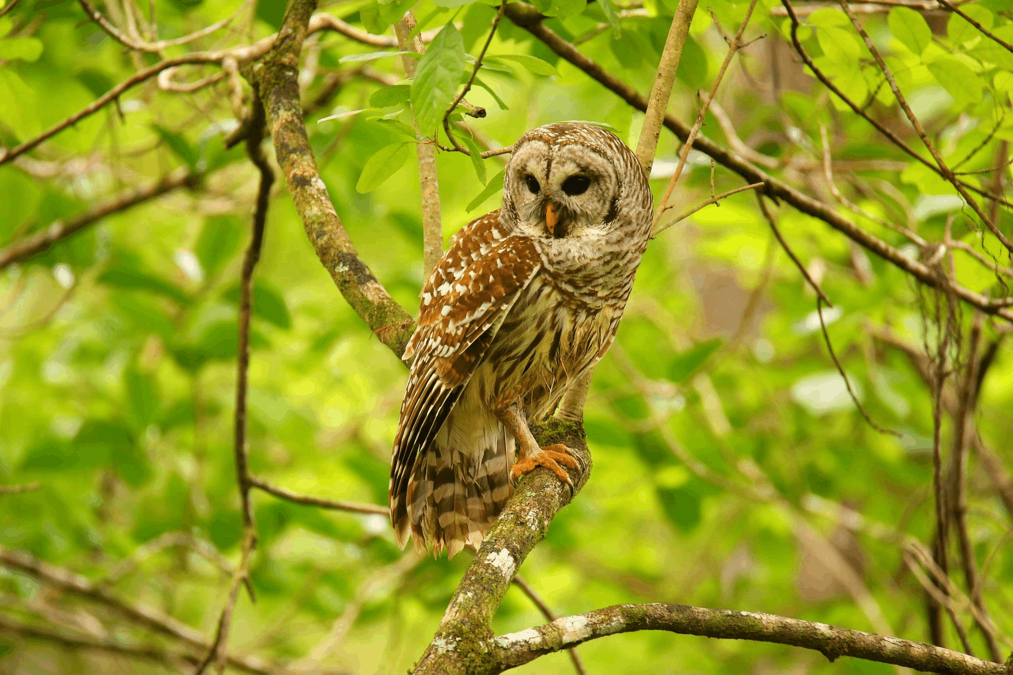 Marlowe Barred Owl (Strix varia)