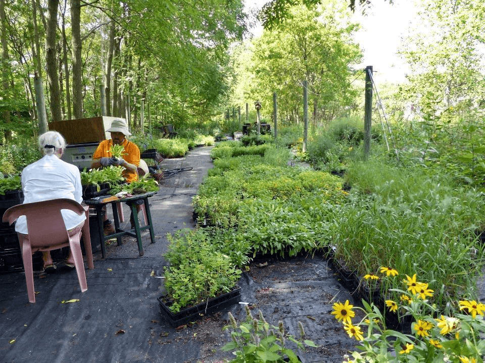 Rows of native plants including grasses and shrubs