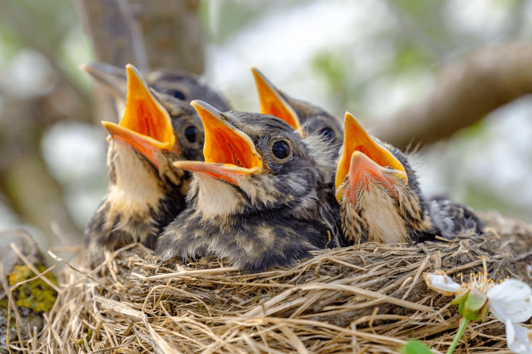 Nestling birds in nest