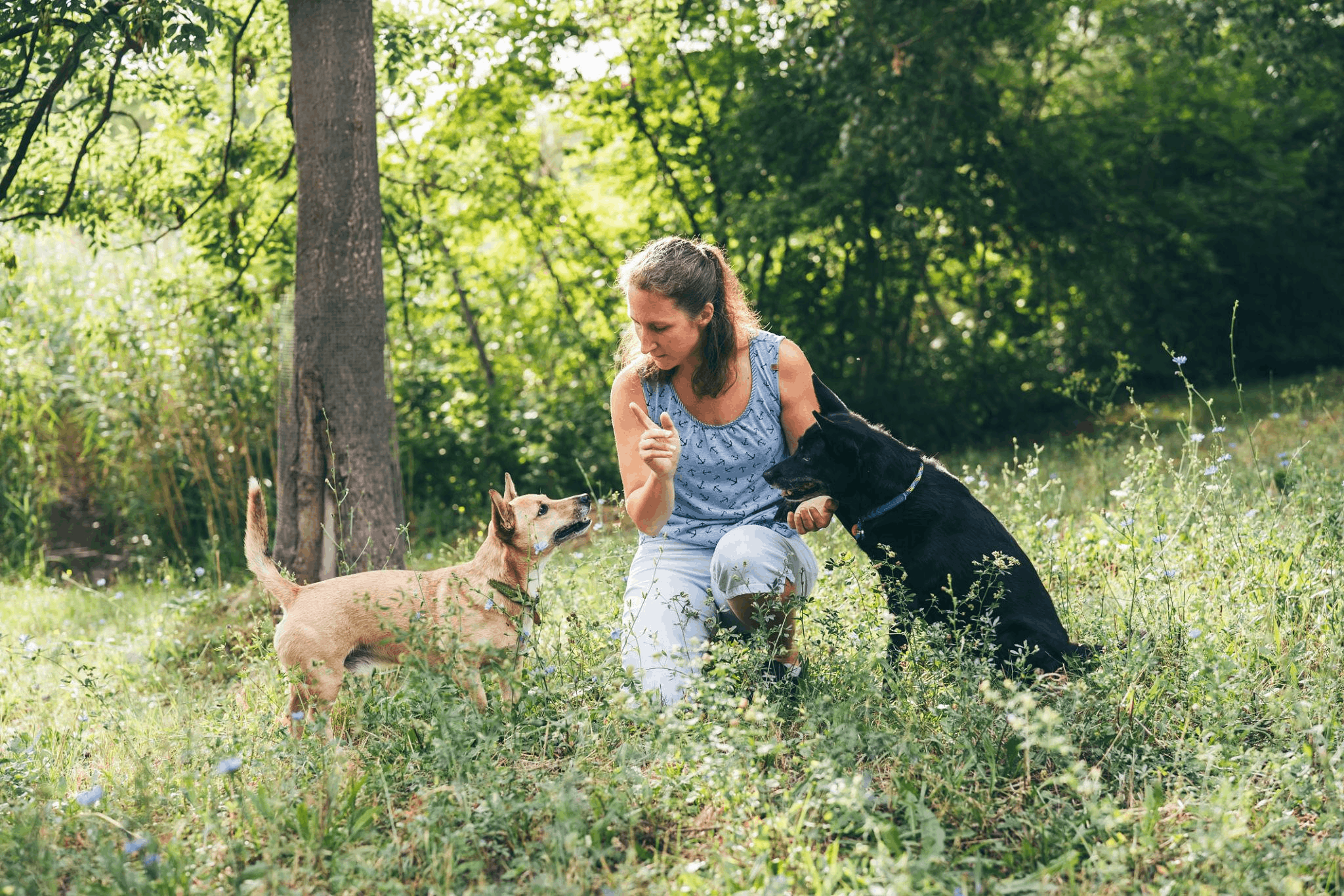 Nicole Booth training dogs outdoors
