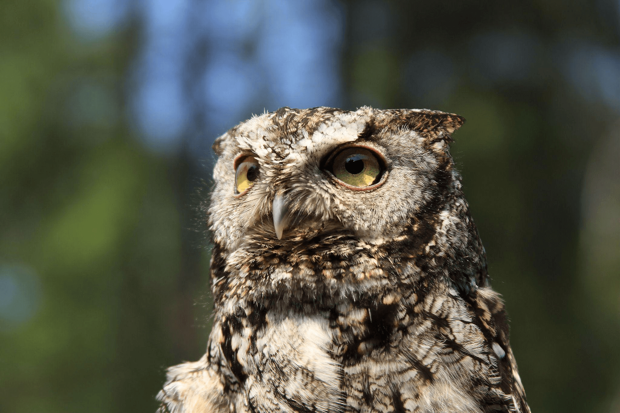 Otus Jr (2014-2021) Western Screech Owl (Megascops kennicottii kennicotti)