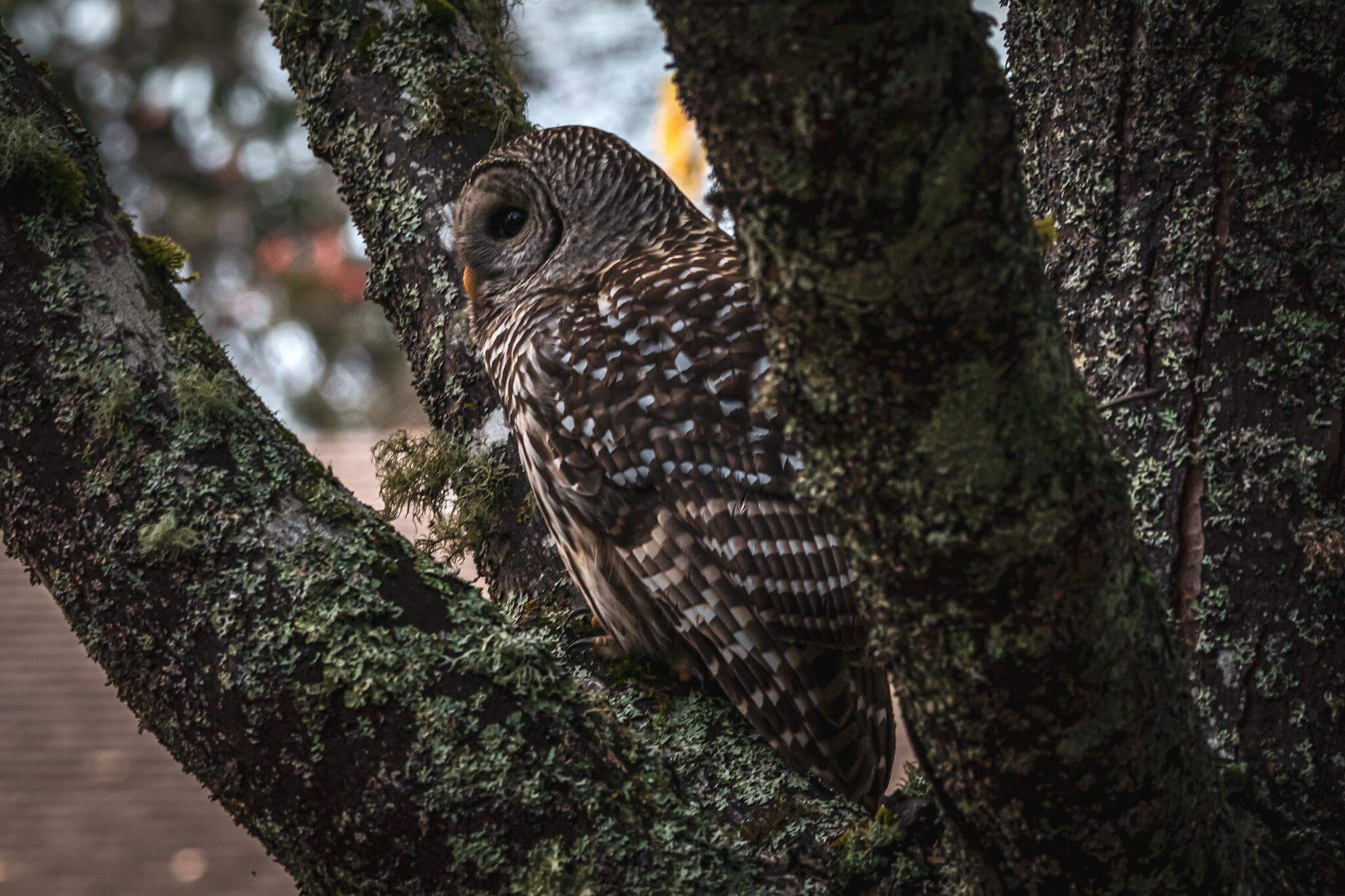 Owl resting quietly in a natural forest habitat