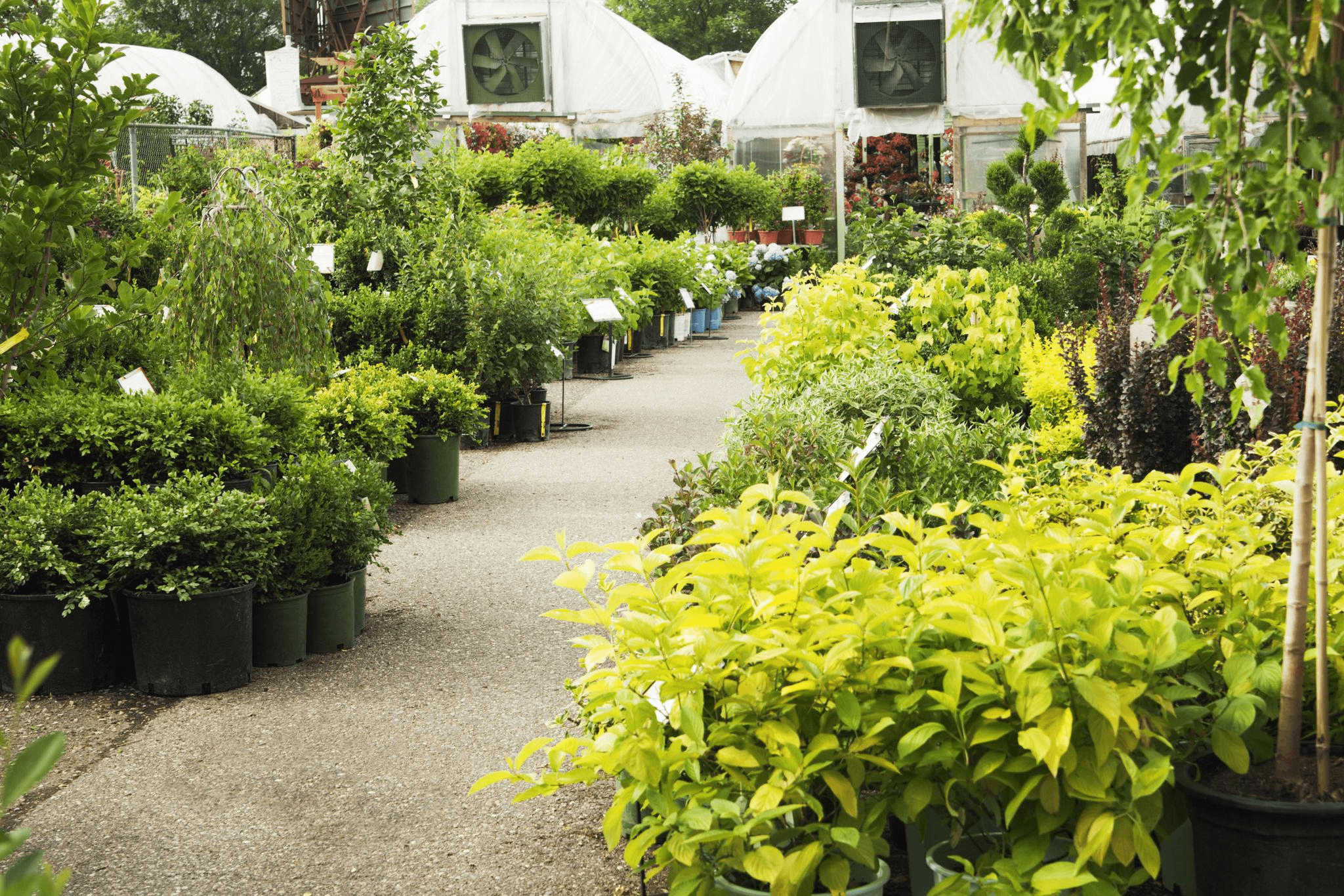 Plant nursery with trees, shrubs, and greenery