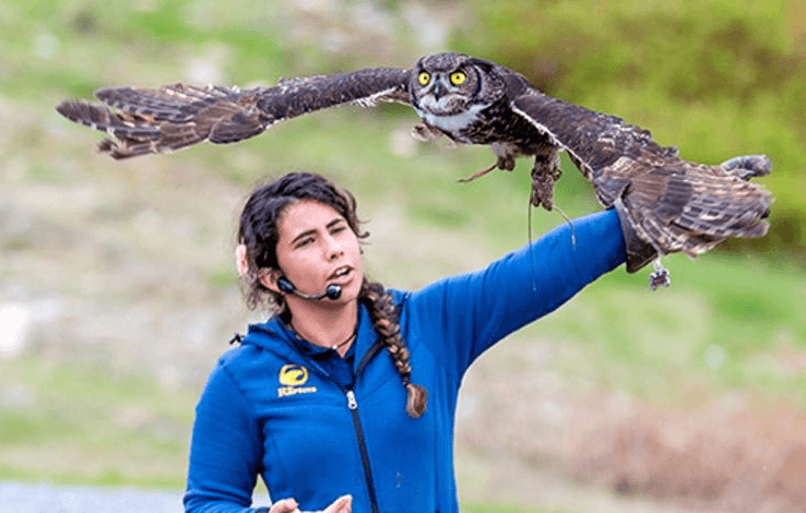 Wildlife educator demonstrating an owl during a tour