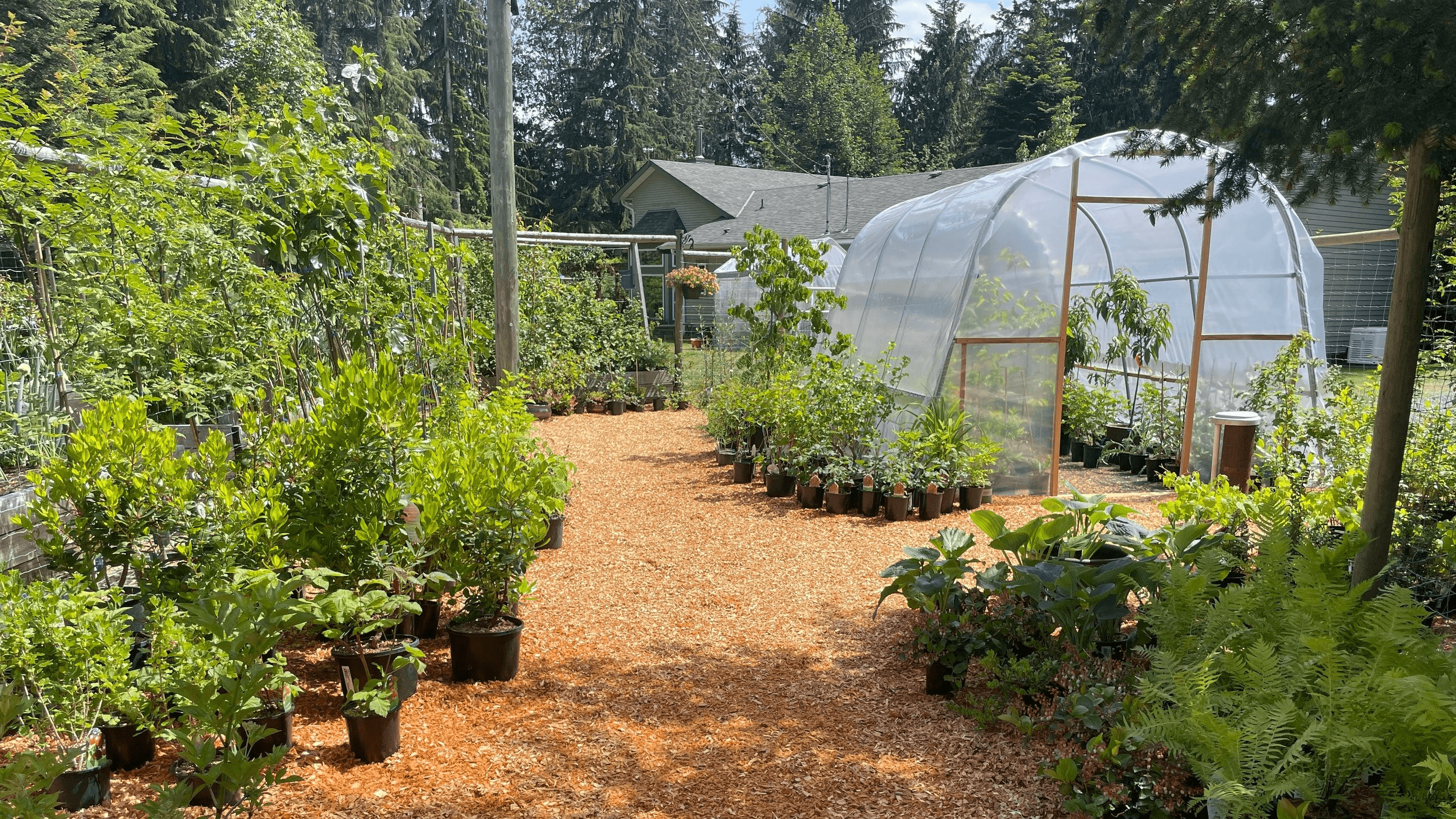 Native plant nursery with flowers and shrubs