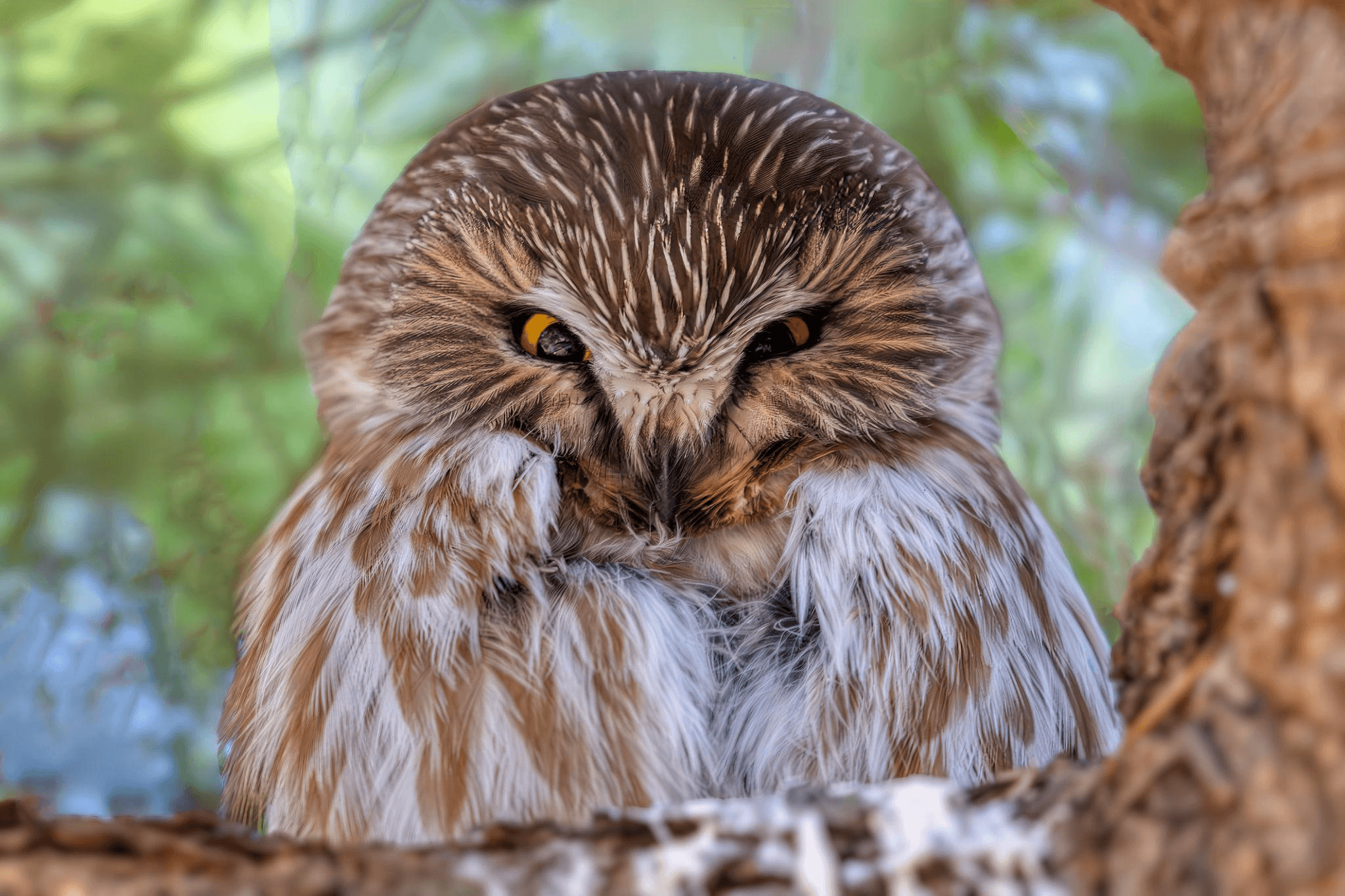 Sawyer (2014-2021) Northern Saw_Whet Owl (Aegolius acadicus)