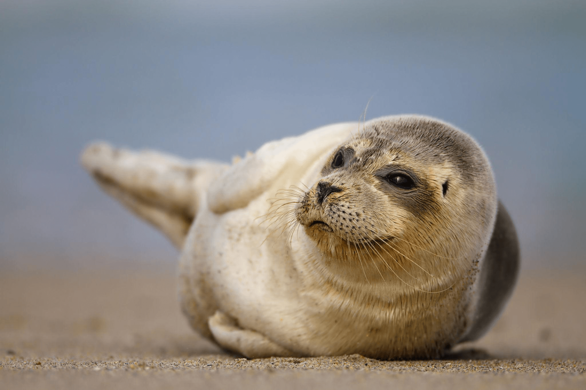 Seal pup resting on beach