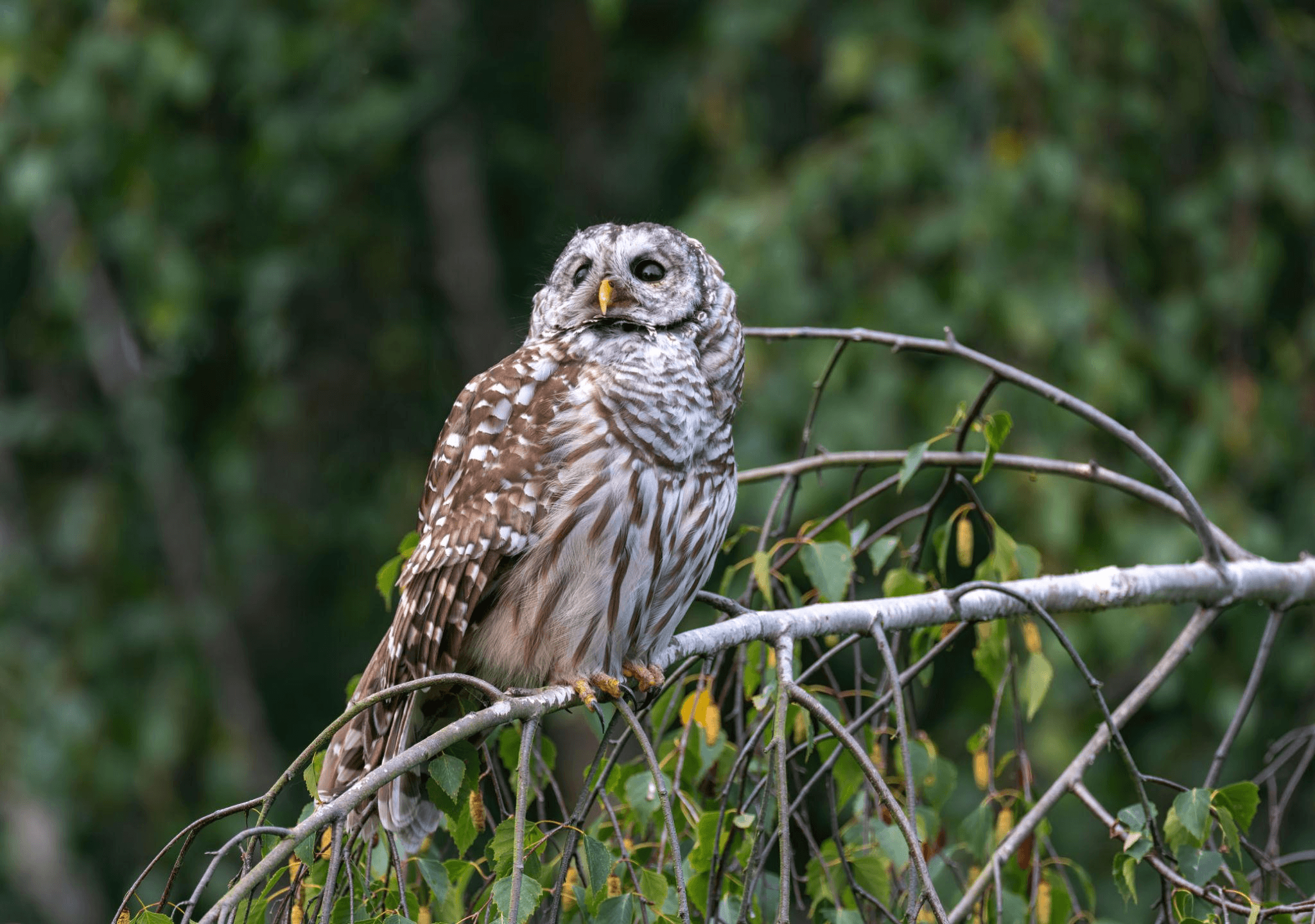Shakespeare (2005-2023) Barred Owl (Strix varia)