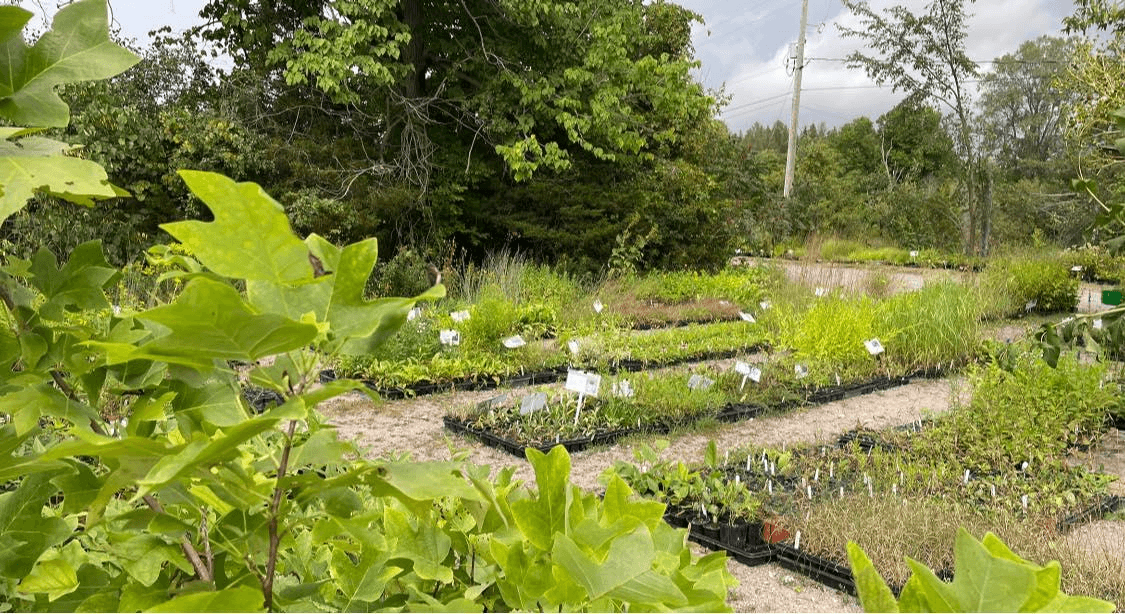 Outdoor native plant nursery with rows of grasses, shrubs, and young trees in pots
