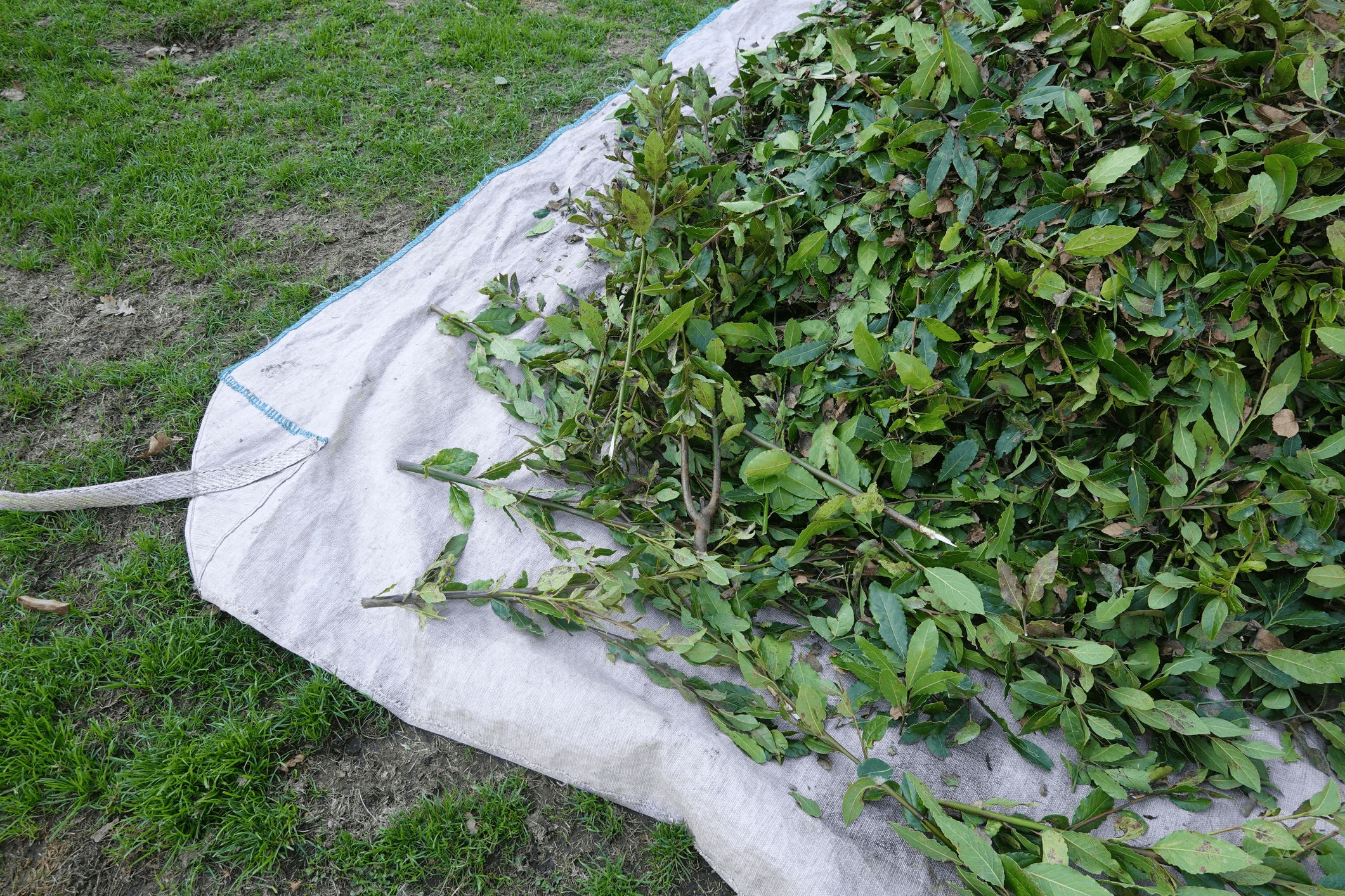 Heavy-duty tarp used to haul removed plant debris
