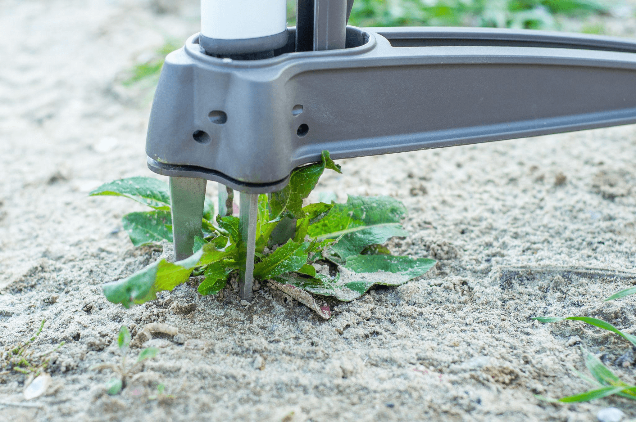 Weed removal tool pulling an invasive plant from the soil