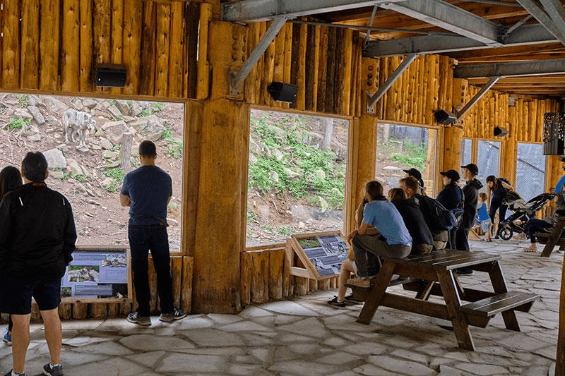 Visitors observing wildlife
