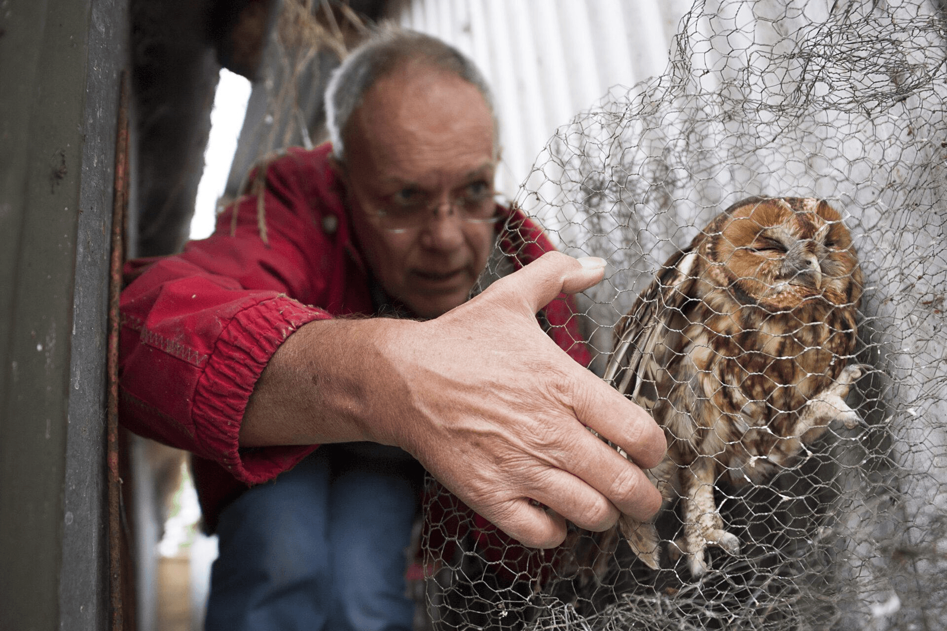 Warren Warttig assisting a rescued owl