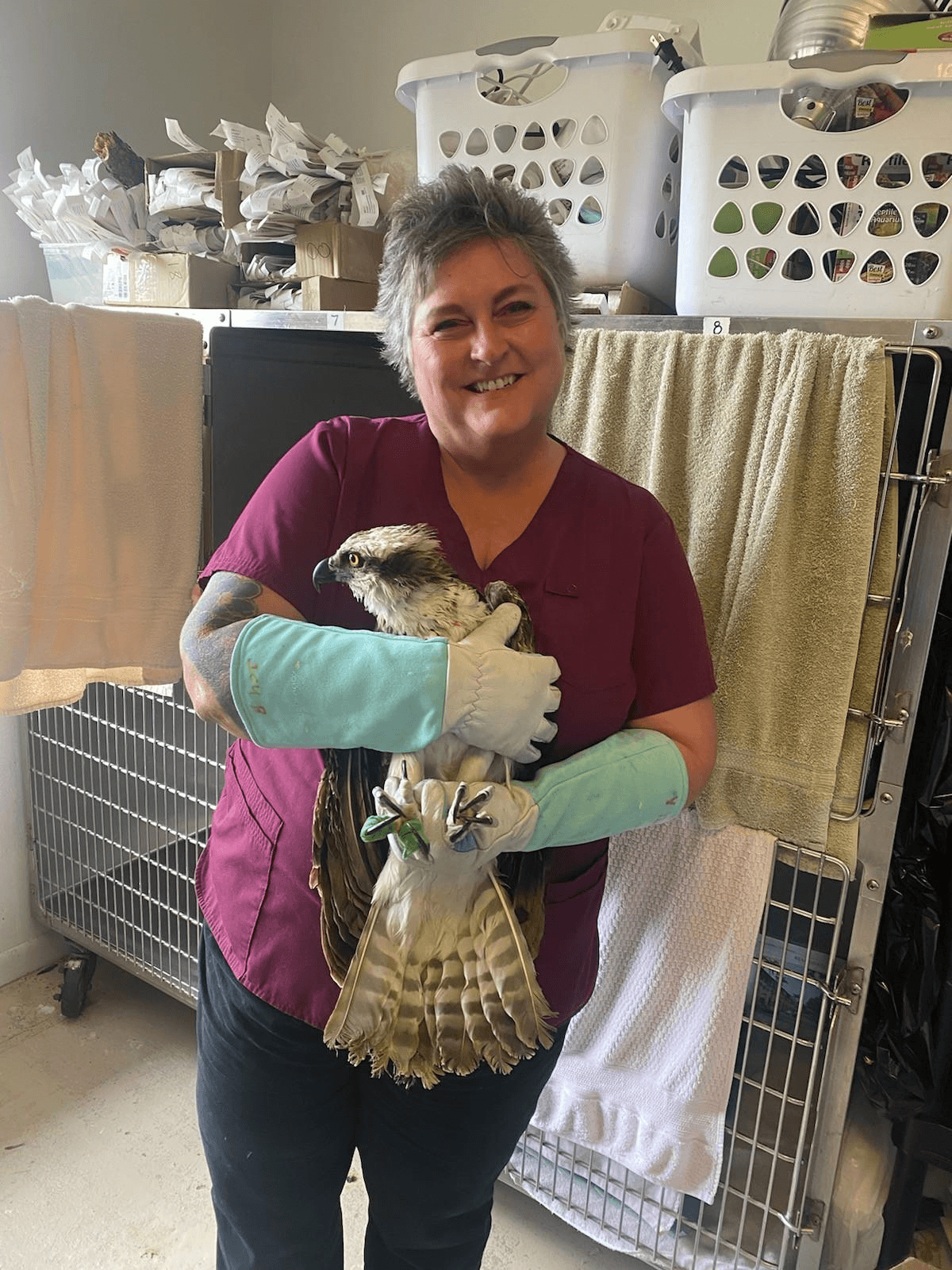 A person gently holding a bird during wildlife rehabilitation