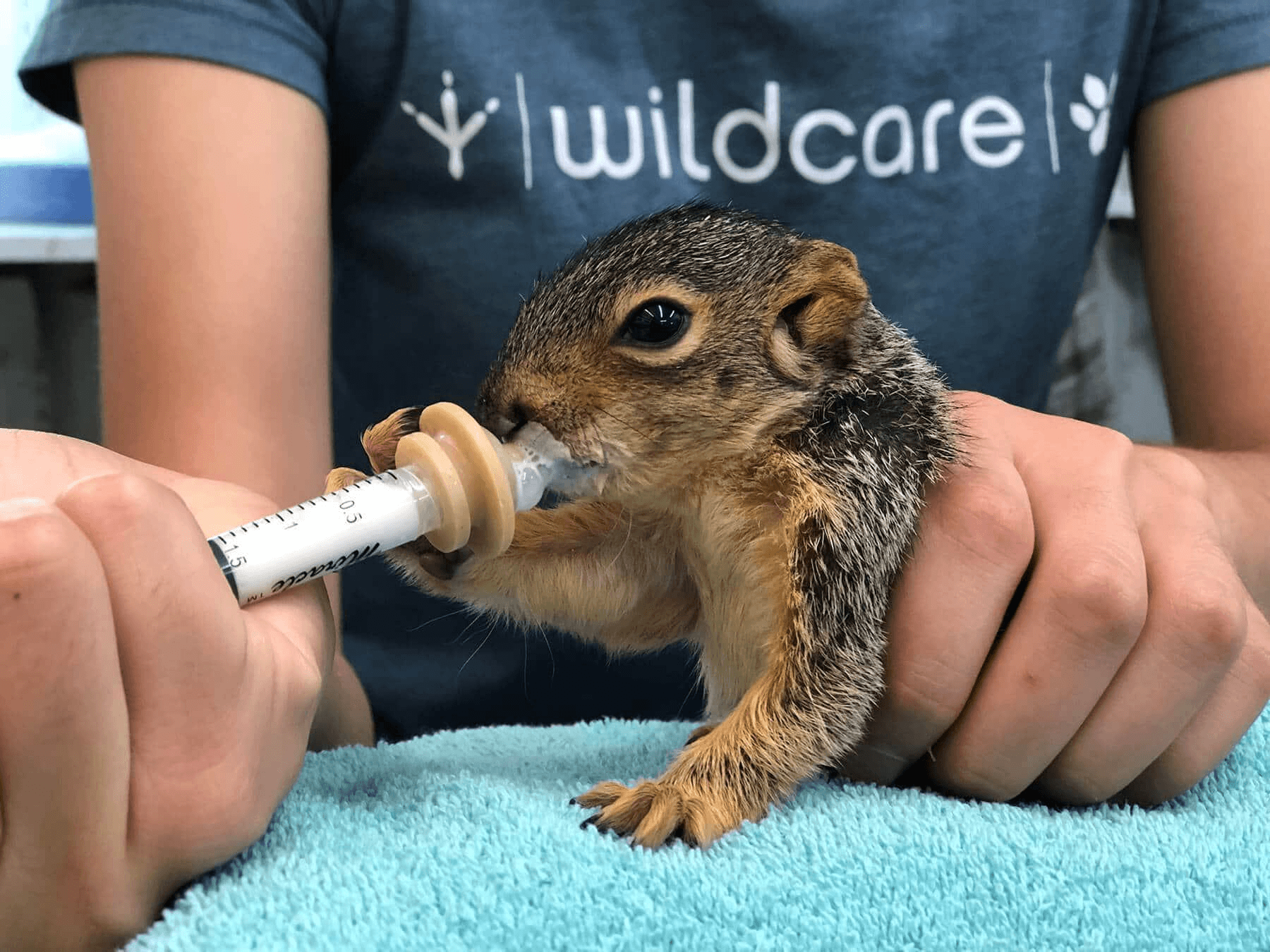 Volunteers caring for animals at a wildlife hospital