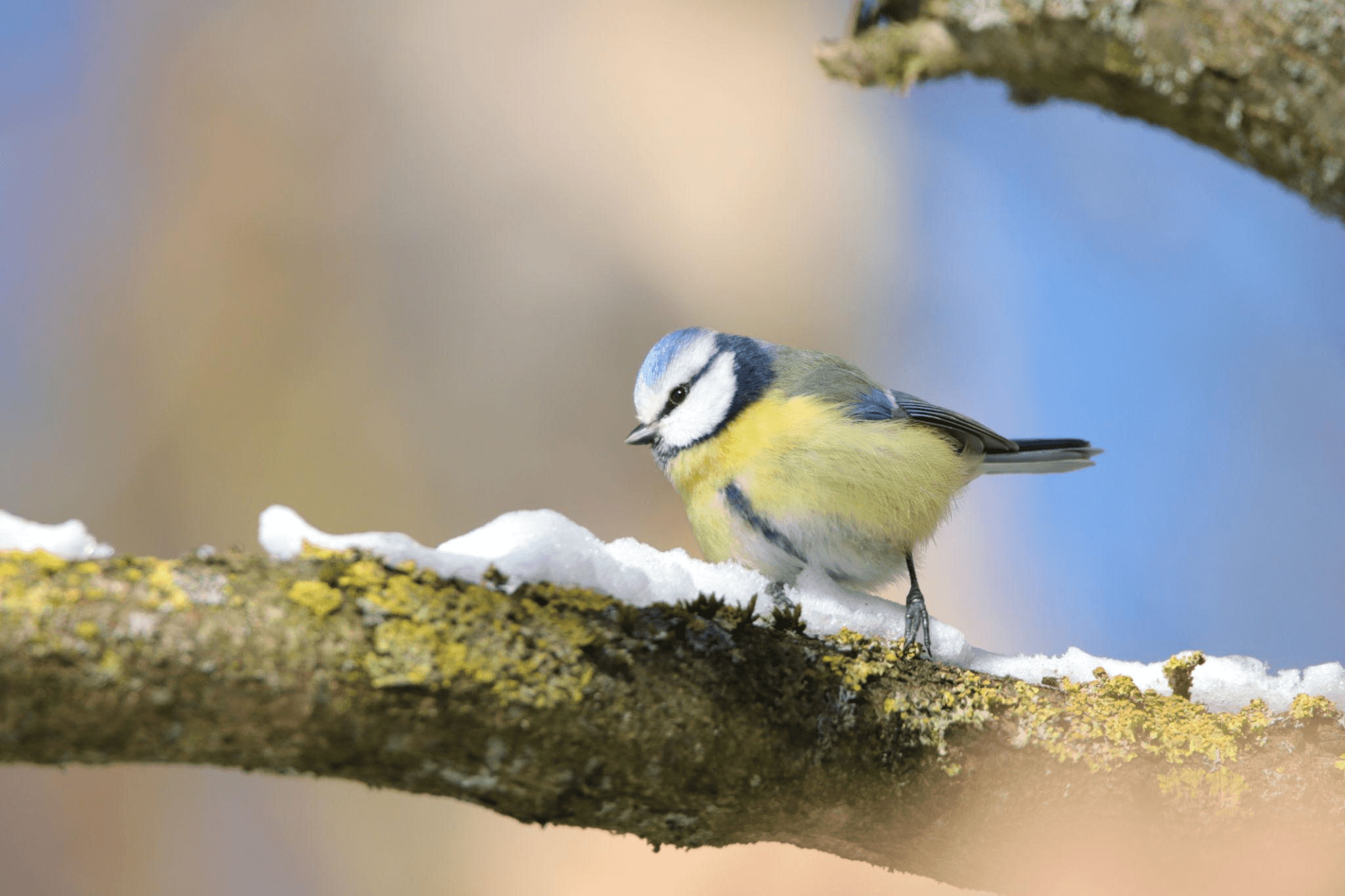 Small bird perched on a snowy branch in winter
